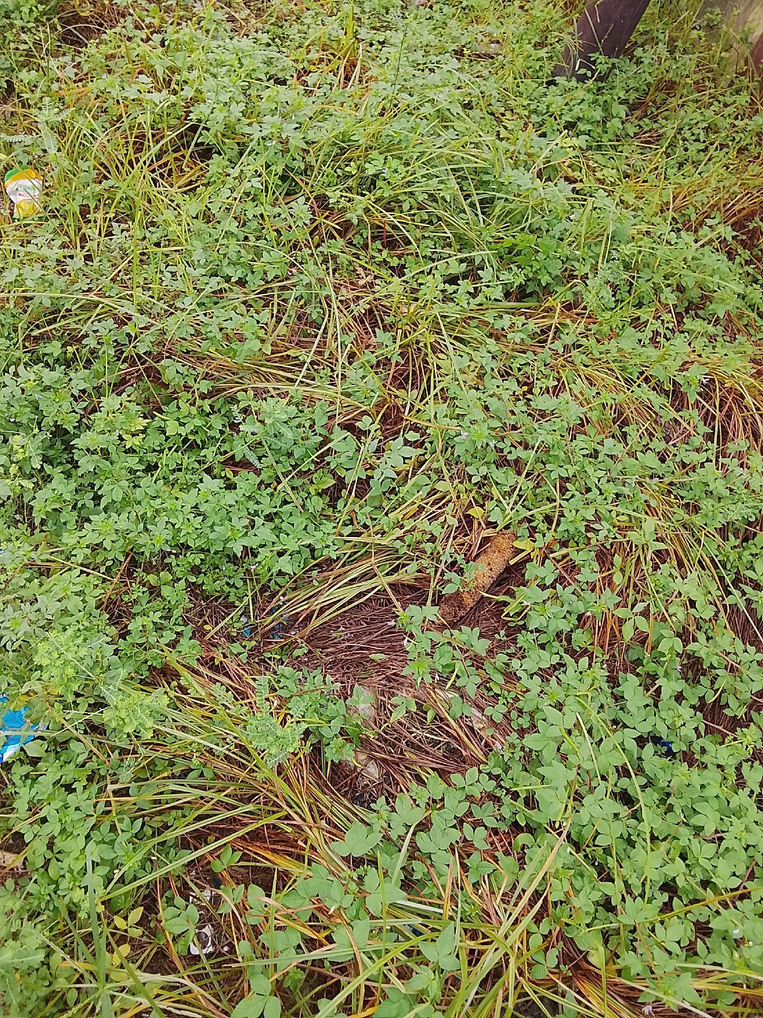 This media file depicts an outdoor scene with a focus on dense green vegetation, primarily clover and tall grass, interspersed with dry, brown stalks. A small, cylindrical object, possibly a piece of dried wood or a segment of plant stem, is visible in the center of the frame, nestled amongst the greenery. There are also hints of discarded plastic items, including a yellow and white wrapper on the left and a blue fragment near the center. The overall impression is that of an unkempt natural area, possibly a roadside or undeveloped plot. The lighting suggests it is daytime, and the vegetation's lushness hints at recent rainfall, although the presence of dry elements indicates a mixed weather pattern or seasonal change. There are no people or animals visible, and the setting appears to be rural or semi-rural, consistent with a location in Rumuepirikom, Nigeria. No discernible text is present in the image.