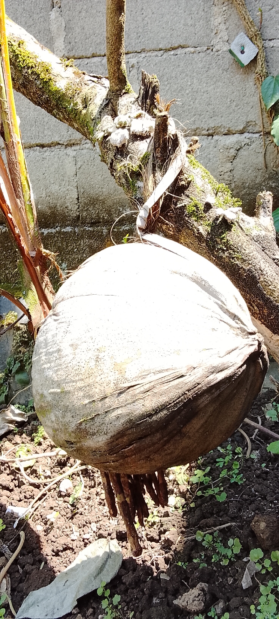 In the city of Padang Dalom, Indonesia, a coconut hangs from a tree branch. The coconut is large and has a light brown husk. It is suspended by several strands that appear to be part of the tree's root system. The tree branch is rough and covered in moss, indicating it is old. Behind the tree, a grey brick wall is visible. The ground below is covered in dark soil with patches of green grass and a few small rocks. The scene is illuminated by natural sunlight, casting shadows on the ground.