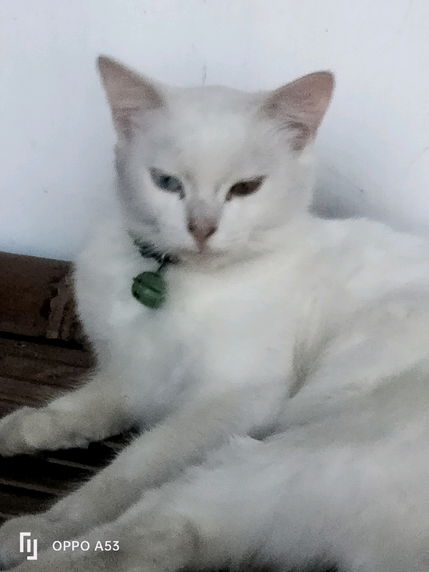A white cat with heterochromia, one blue eye and one brown eye, lies on a wooden surface against a white wall. The cat is wearing a green bell collar. The image is taken in the city of Ngulanwetan, Indonesia. The foreground shows a portion of the wooden surface. The background is a plain white wall. The image has a slightly grainy quality. The bottom left corner of the image displays the "OPPO A53" watermark.