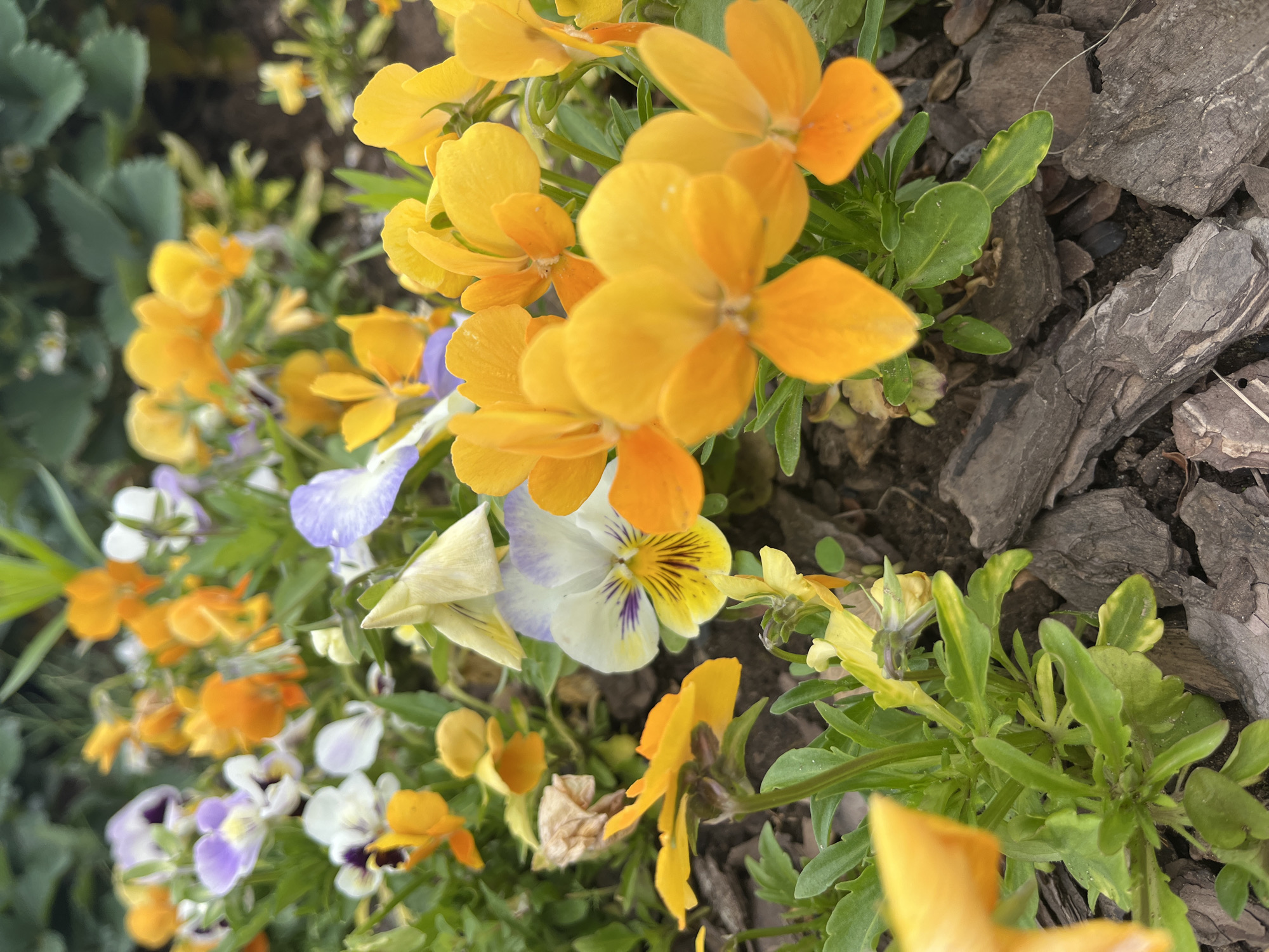 The image shows a close-up of various pansy flowers in shades of yellow, orange, white, and purple. The flowers are in bloom and appear to be growing in a garden or flower bed. The background consists of pieces of bark mulch. The location is unspecified.