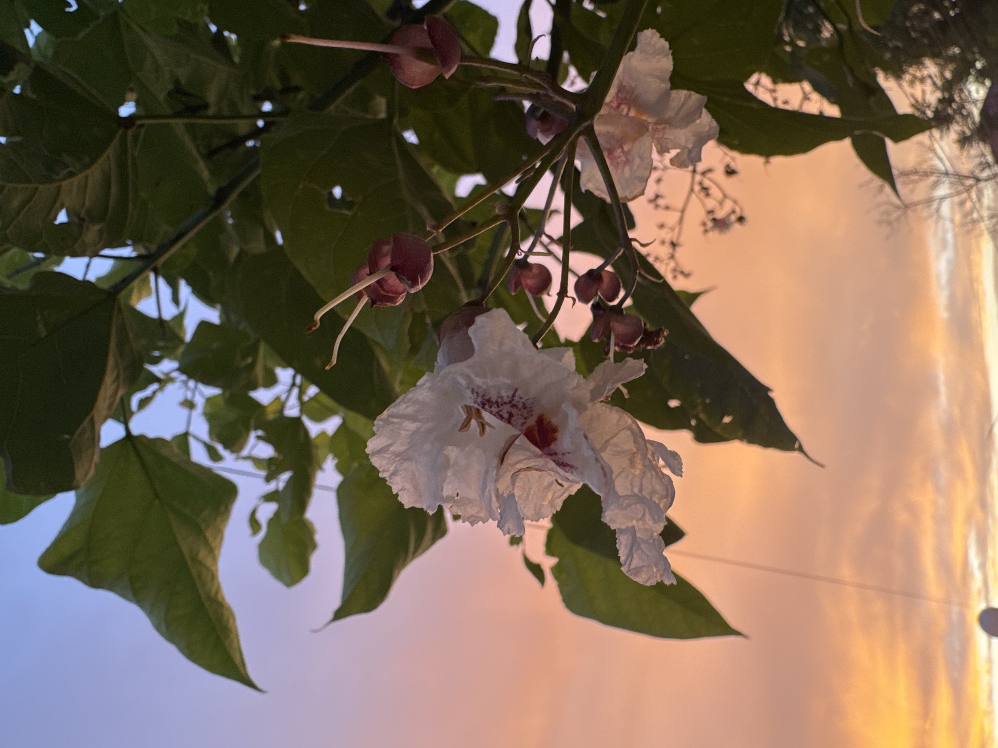 A close-up, low-angle shot captures white flowers and buds of a Catalpa tree against a twilight sky. The sky transitions from a light purple at the top to a vibrant orange and yellow gradient towards the bottom. Green leaves and dark branches of the tree partially obscure the sky. The flowers are delicate and ruffled, with visible reddish-pink markings inside. Several deep pink, tear-drop shaped buds are also visible on thin stems. The lighting suggests it is either sunrise or sunset. In the lower portion of the image, a faint wire is visible, and a blurred object, possibly a satellite dish, is present in the bottom left corner. The scene is outdoors.