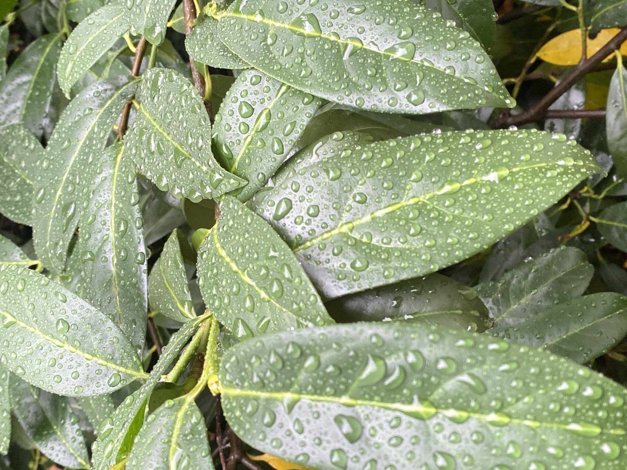 The image is a close-up, vertical shot of several glossy, dark green leaves covered in numerous small, transparent water droplets. The leaves have a prominent central vein and appear to be from a plant that is outdoors. The background consists of more out-of-focus green leaves and some brown branches, with a hint of yellow from a fallen leaf visible towards the bottom right. The lighting suggests it is overcast or late in the day, casting a soft, diffused light. There are no people or animals present. The scene is devoid of any specific urban or man-made features that would tie it to Bad Sachsa, Germany, or any other specific location.