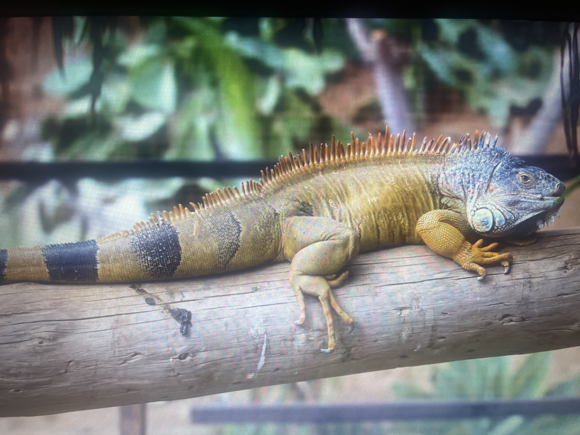 An iguana rests on a wooden log, its body a mosaic of yellow and black bands, with a spiky dorsal crest and a blue-tinged head. The background is a blur of green foliage. There is no information about the location in Sliven, Bulgaria.