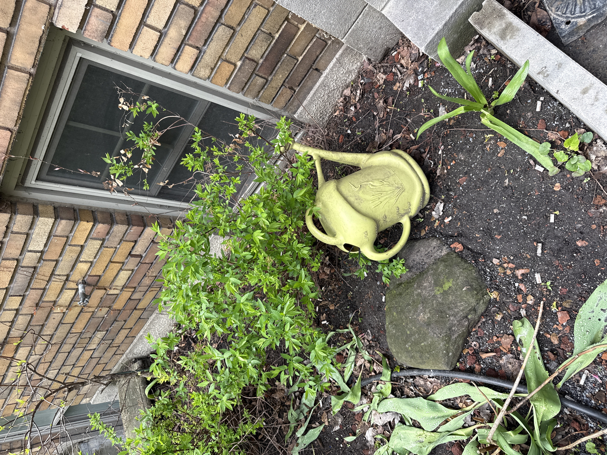 The image shows a patch of garden adjacent to a brick building in Montreal, Canada. A basement window is visible in the brick wall. The garden contains a small shrub with green leaves, a tipped-over yellow watering can, and a dark grey stone. Some fallen leaves and other plant debris are scattered on the ground. There are several cigarette butts discarded in the soil, particularly near the corner formed by the building and the concrete bordering. A black plastic tube is also present along the ground. The scene appears unkempt.