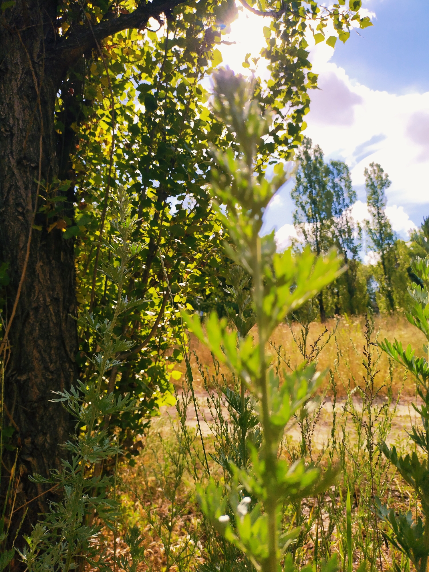 The image captures a close-up view of a tall, green plant with feathery leaves in the foreground. Behind it, a large tree trunk stands to the left, its bark rough and textured. Sunlight filters through the green leaves of trees in the middle ground, creating dappled light. Beyond the trees, dry, golden grass covers the ground. In the distance, several tall, slender trees are visible against a bright blue sky dotted with white, fluffy clouds. The scene appears to be a natural setting, possibly a park or a wooded area on the outskirts of Horishni Plavni, Ukraine, given the prevalence of trees and natural vegetation. There are no people or animals visible in the image.