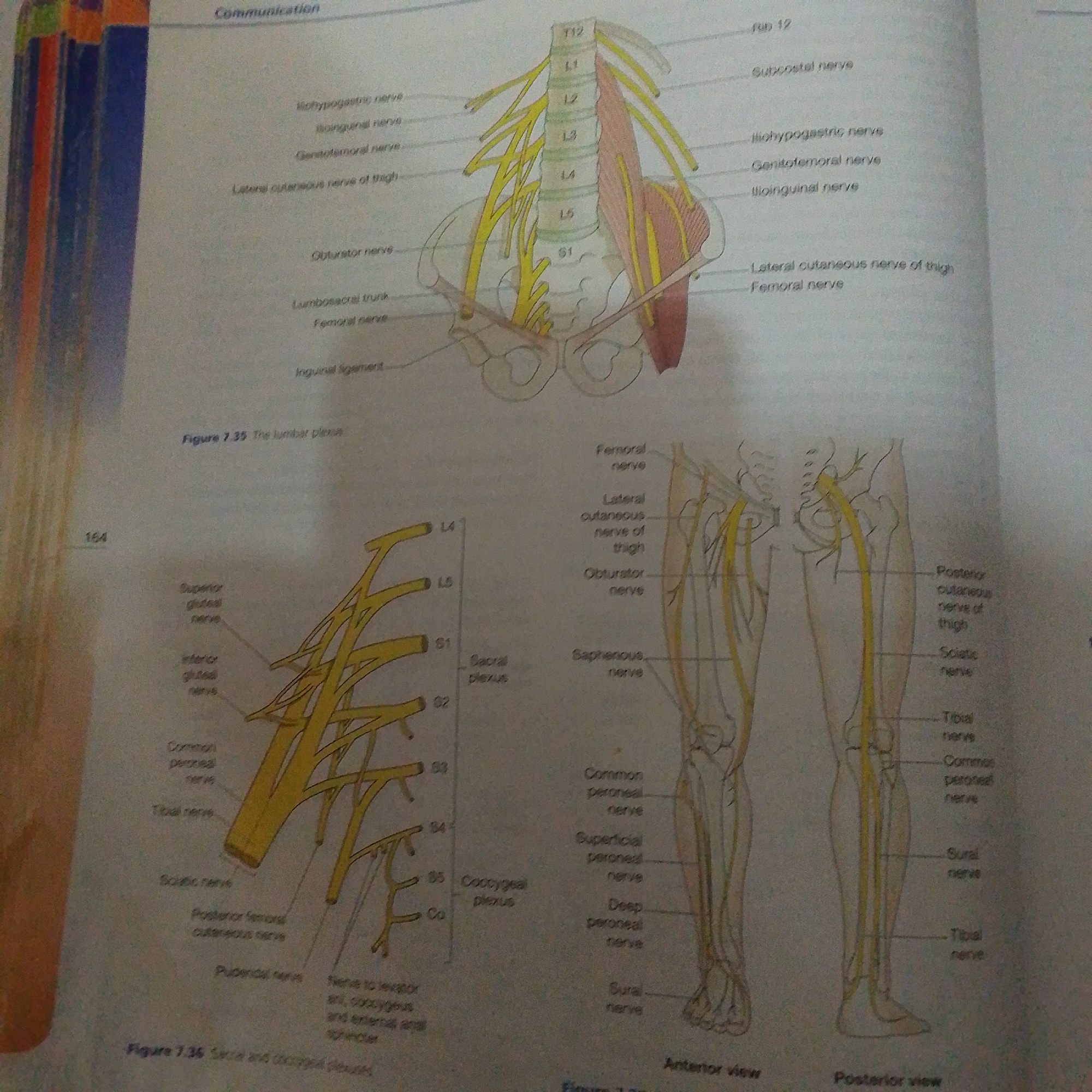 The image displays an anatomical illustration of the lumbar and sacral plexuses, along with their associated nerves, presented in a textbook or educational material. The primary subject is the detailed diagram of the nervous system in the pelvic and leg regions, rendered in yellow on a white background. There are no people or a discernible real-world scene depicted; the context is purely illustrative.
The diagram is divided into several parts. One section shows the lumbar spine (labeled T12, L1-L5, S1) with nerves branching out towards the anterior and lateral aspects of the hip and thigh. Labels like "Iliohypogastric nerve," "Genitofemoral nerve," "Lateral cutaneous nerve of thigh," and "Femoral nerve" identify these structures. Another section illustrates the nerves of the lower leg and thigh from both an anterior and posterior view. Visible labels include "Sciatic nerve," "Tibial nerve," "Common peroneal nerve," and "Saphenous nerve." A smaller diagram shows the sacral plexus (labeled S1-S5, Co) and its branches.
There is visible text in the image, including figure captions like "Figure 7.35 The lumbar plexus" and "Figure 7.36 Sacral and coccygeal plexus," as well as page numbers like "164." The overall presentation suggests an educational setting, likely a medical or anatomy textbook. No specific time of day, weather, or emotional cues are present. The location context provided (Jalingo, Nigeria) is not visually evident within the image itself.
