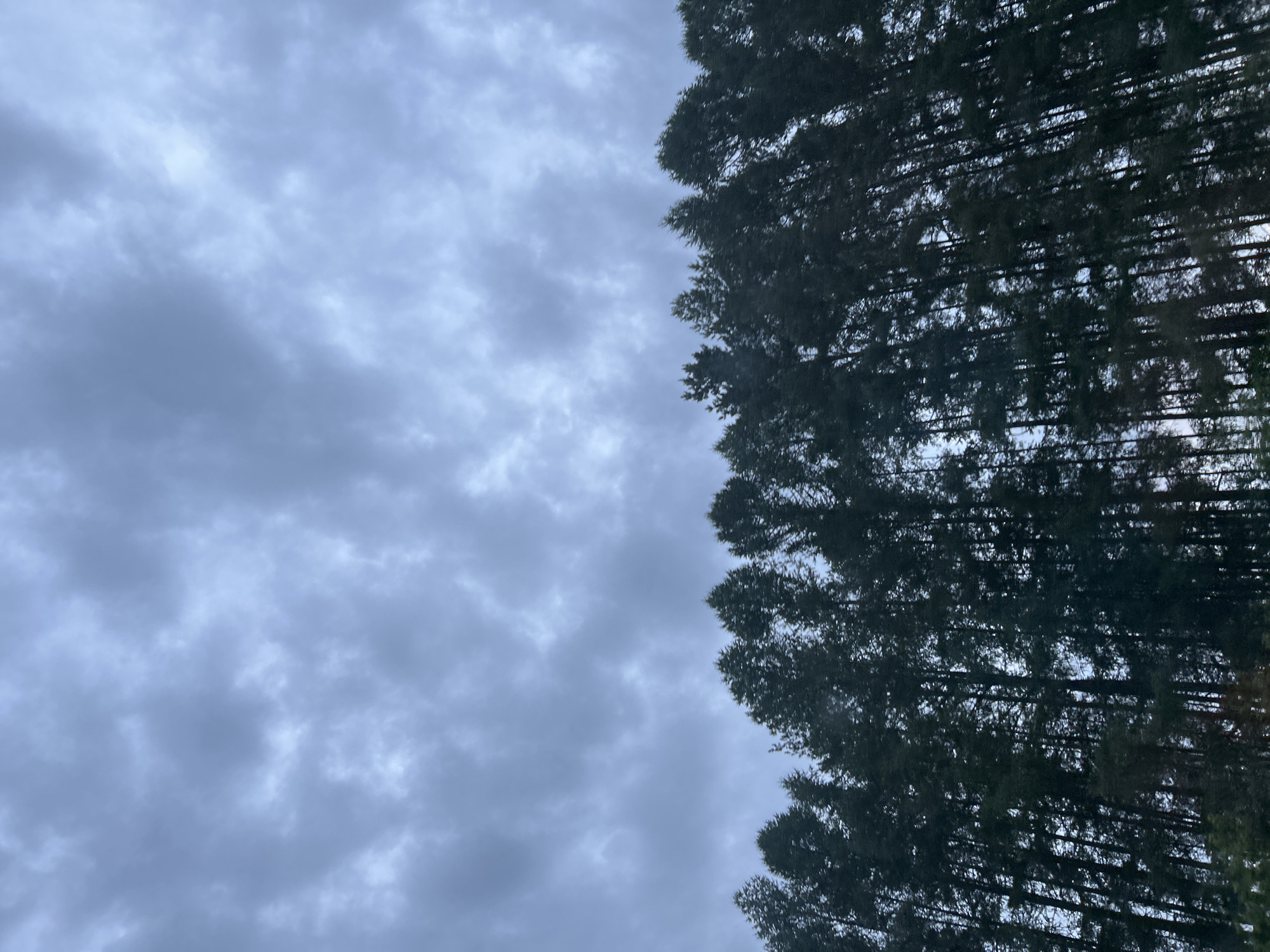 The image depicts a dense line of tall, dark green pine trees silhouetted against a cloudy, overcast sky. The trees form a uniform horizontal band across the bottom portion of the frame. The sky is a pale gray with textured clouds, suggesting a dim or twilight lighting condition. There are no people, structures, or other discernible objects visible in the image. The scene appears to be a natural landscape, likely a forest edge or a planted line of trees. The location is identified as Новая Казмаска, Russia.