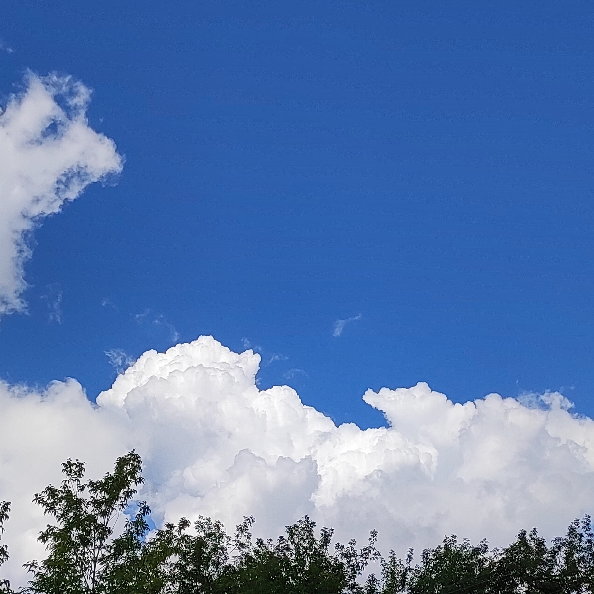 The image shows a clear blue sky with scattered white cumulus clouds. In the foreground, the dark green foliage of trees lines the bottom of the frame. The scene appears to be a natural outdoor environment. There is no indication of the city of Kineshma, Russia.
