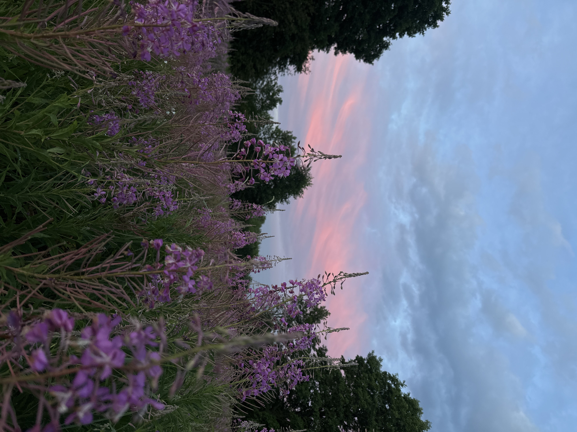 In a field of purple fireweed, under a sky streaked with pink and blue clouds, a dense stand of tall purple flowers dominates the foreground. The flowers are clustered on upright stems, with some in full bloom and others still in bud. Behind the fireweed, dark green trees form a dense line along the horizon. The light suggests dusk or dawn, with soft, diffused lighting. The location is specified as Tumilavichy rural council, Belarus. There are no people or animals visible in the image. The scene is a natural landscape, likely a meadow or field.