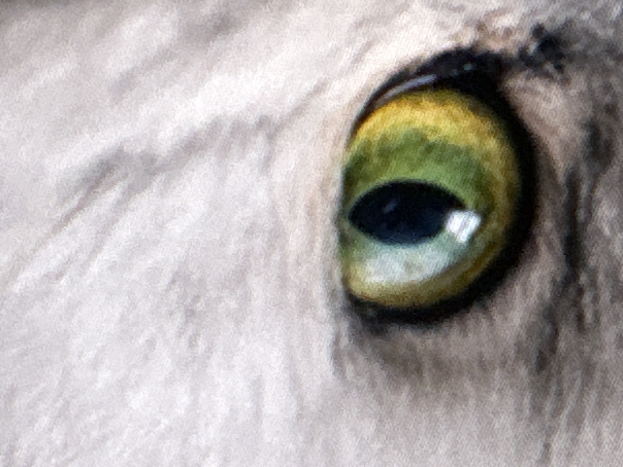 The image is a close-up, macro photograph of a cat's eye. The eye is a vibrant green with a black pupil. The fur surrounding the eye is light grey and appears soft and fluffy. There is a subtle reflection in the pupil, indicating the presence of a light source. The photograph is focused tightly on the eye, with the rest of the cat's face blurred. The image does not contain any information about its location in Varna, Bulgaria.