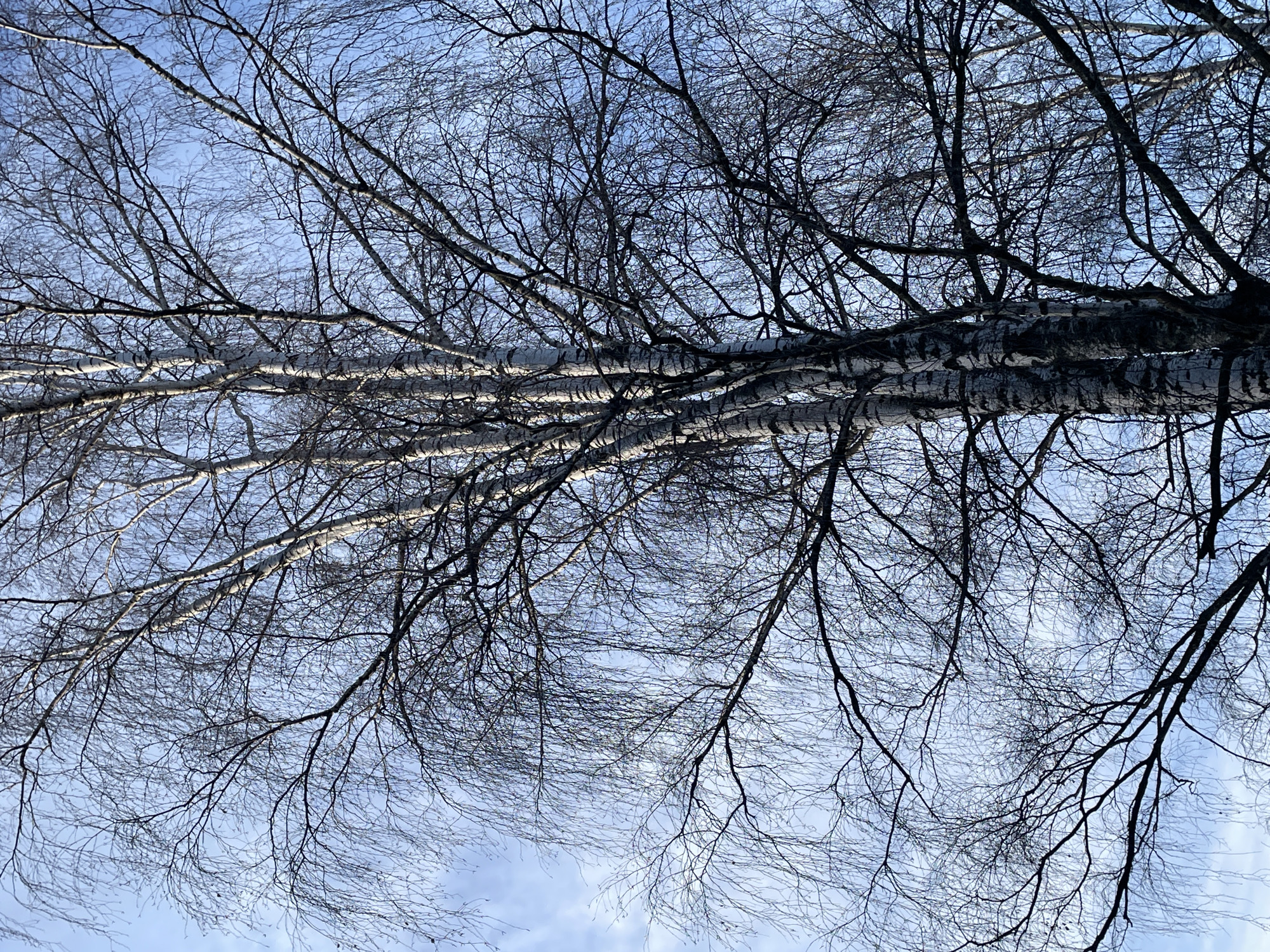 The scene is set in the city of Izhevsk, Russia. It depicts an upward view into the canopy of a group of bare deciduous trees, predominantly birches. Several prominent birch trunks, characterized by their white bark with dark horizontal markings, are visible on the left and center-left, extending vertically out of frame. A dense, intricate network of dark, leafless branches and fine twigs fills the majority of the image, silhouetted against a bright, predominantly clear blue sky. Sparse, wispy white clouds are visible in the upper left quadrant. No people, animals, or man-made structures are present. The lighting is consistent with natural daylight.