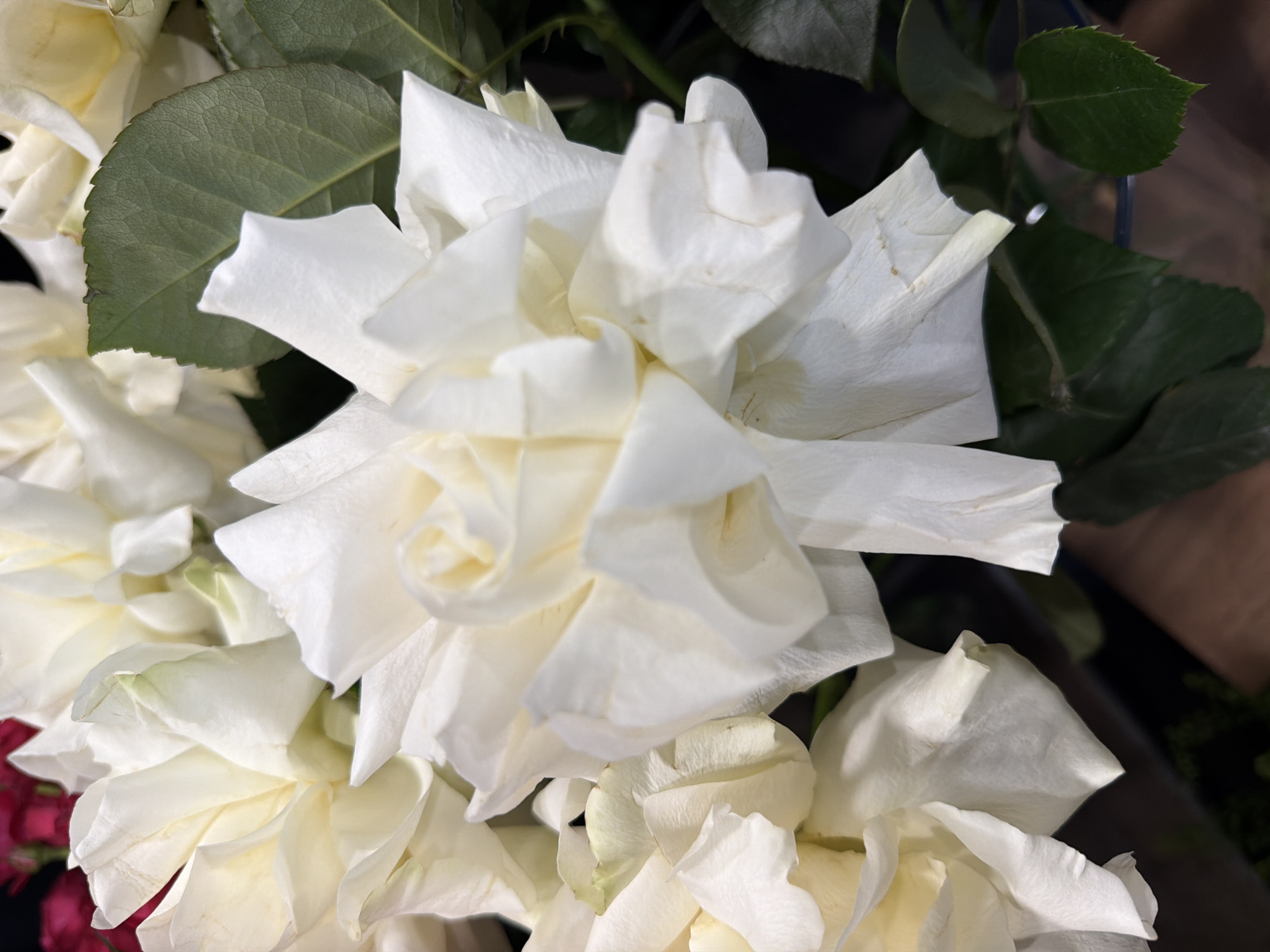A close-up, top-down shot shows a bouquet of white roses with a few green leaves interspersed. The roses are in various stages of bloom, with some appearing fully open and others still partially closed. The petals are delicate and slightly ruffled, with subtle hints of yellow in the center of some blooms. The green leaves are serrated along the edges and have a slightly waxy texture. The background is dark and blurred, suggesting the flowers are indoors. The lighting is soft, highlighting the intricate details of the petals and leaves. There are no people or specific city locations identifiable in the image.