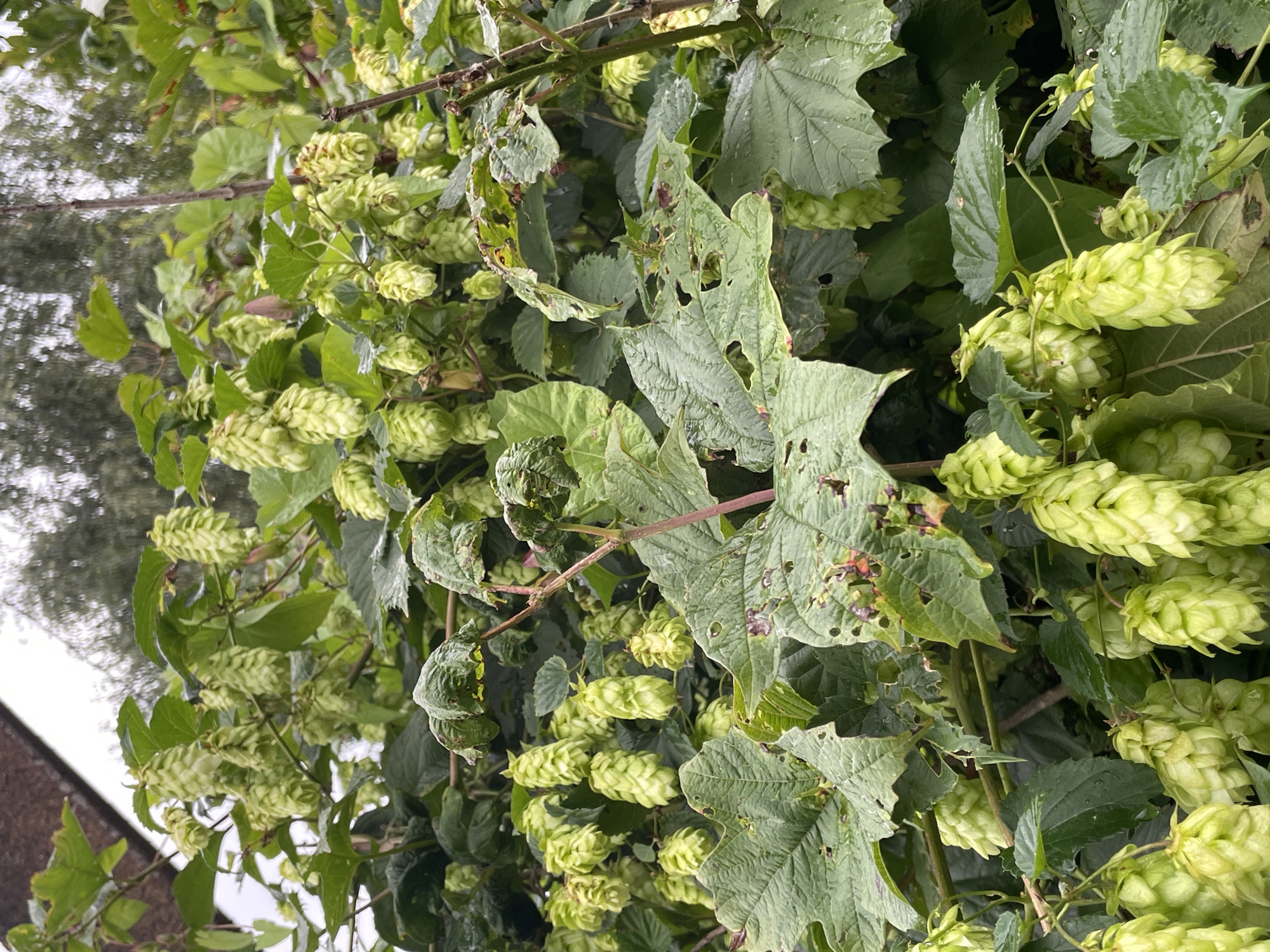 The image shows a close-up view of hop cones and leaves on a plant. The hop cones are light green and cone-shaped, clustered together on the stems. The leaves are large, serrated, and a darker green, with some appearing to have holes or damage. The background is out of focus, showing hints of trees and a blurry sky, suggesting an outdoor environment. The location in Озон Снт, Russia is not visually evident from the image itself. There are no people or specific actions depicted.