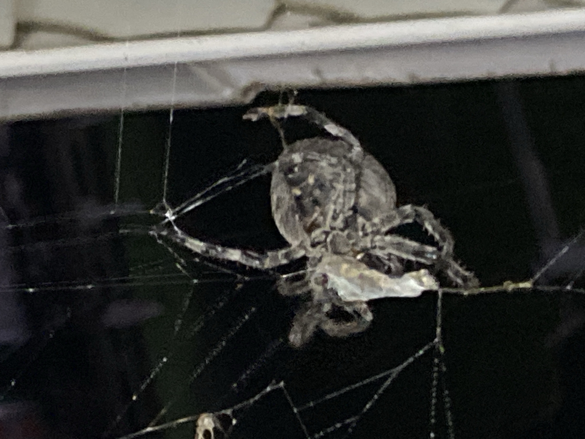 A spider is shown hanging in its web. The spider is in focus, and the background is dark and blurred. The spider appears to be in the process of wrapping prey in silk. The scene takes place outdoors, likely at night. The spider is light brown and gray, with a patterned abdomen. The web is intricate and detailed, with many silk strands. A white object, possibly a wall or railing, is visible on the right side of the image.