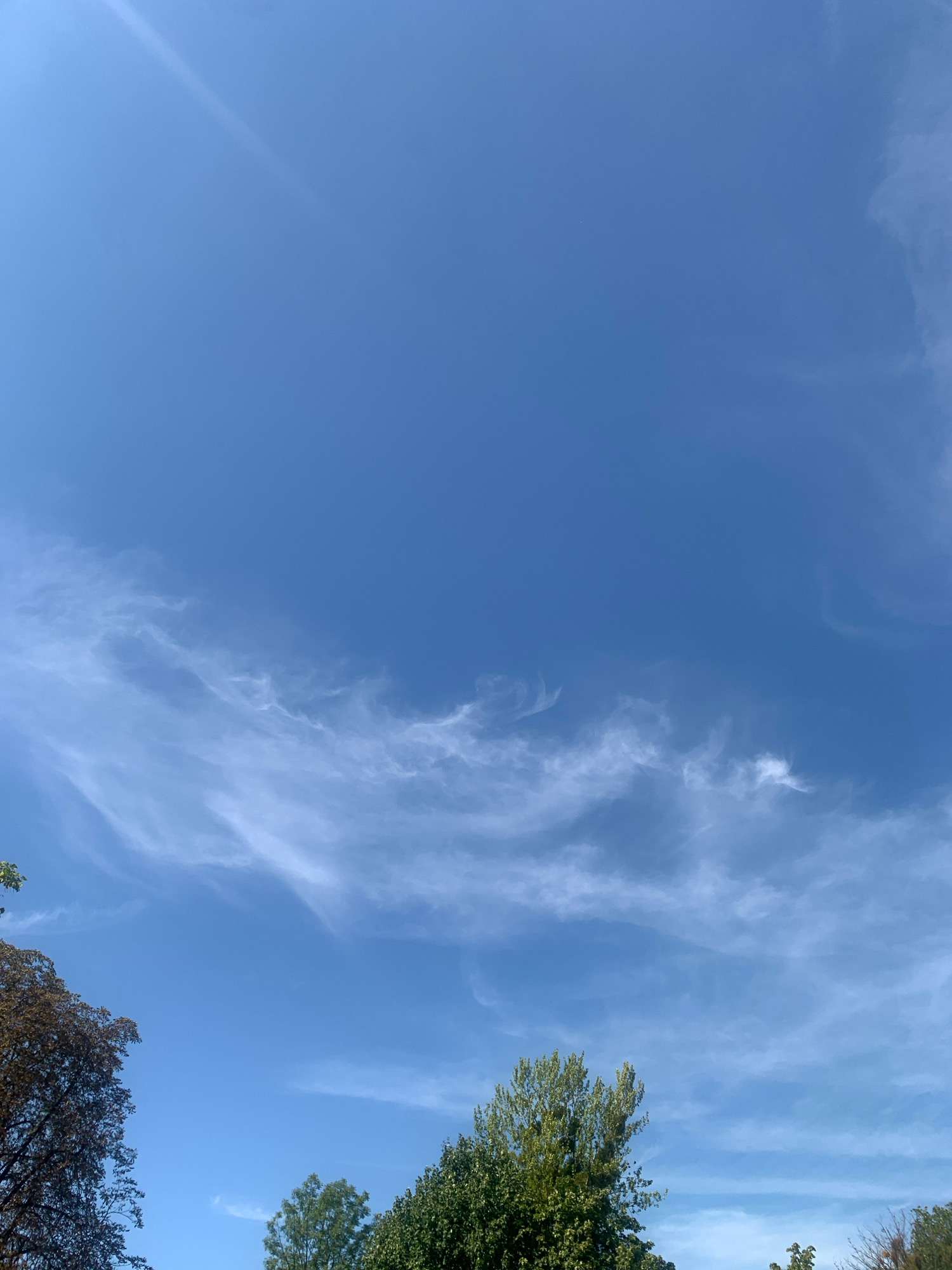 This is a photograph of a bright blue sky with wispy white clouds. The top portion of the image is dominated by the clear blue sky, with subtle streaks of white clouds moving horizontally across the frame. Towards the bottom of the image, the tops of several trees are visible, silhouetted against the sky. The trees are lush and green, with one tree on the left having darker foliage. The scene appears to be an outdoor setting in Lviv, Ukraine, likely during the daytime, given the brightness of the sky and the clear visibility of the clouds and trees. There are no people or visible structures in this image.