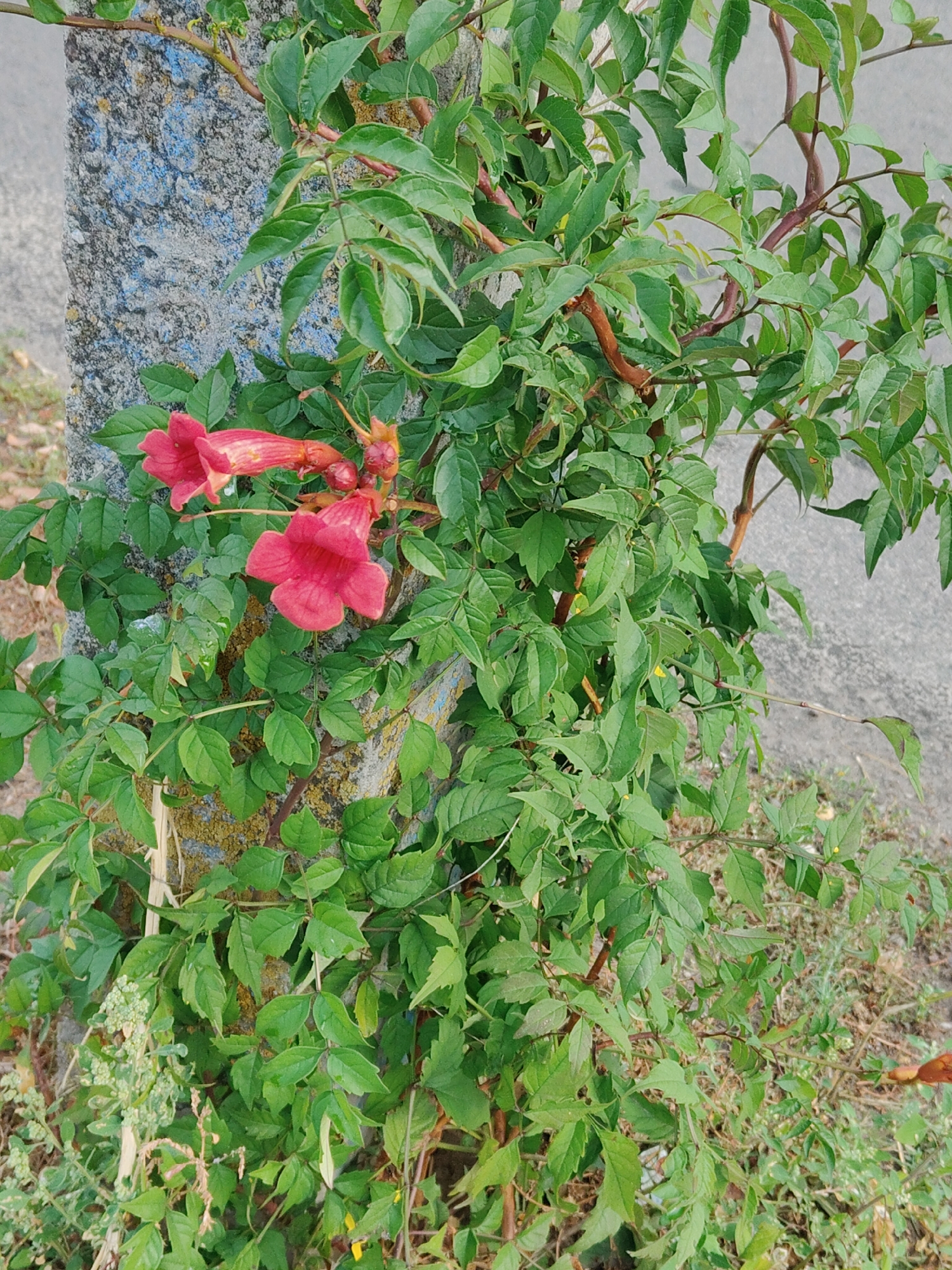 A close-up, eye-level shot captures a flowering trumpet vine (Campsis radicans) with vibrant red-orange tubular blossoms climbing a textured, weathered concrete post. The vine's lush green foliage, with serrated leaves, densely covers the post, which appears to have some blue and yellow markings on its surface. The background consists of a gray, concrete-like surface on the right and dry, light brown grass and dirt on the left and bottom. The overall scene suggests an outdoor urban environment, possibly a park or roadside in Cherkasy, Ukraine, where nature is reclaiming man-made structures. There are no people or animals visible in the image, and the focus is solely on the plant and its immediate surroundings.