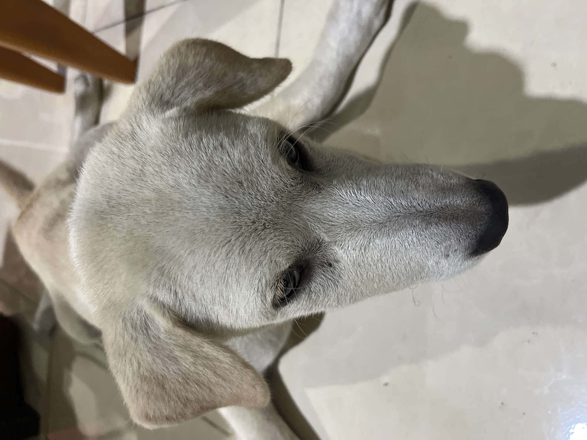 A light-colored dog is lying on a tiled floor, its head angled towards the camera. The dog appears to be young. Its ears are flopped down, and its eyes are open, looking downwards. The lighting in the scene suggests an indoor environment, possibly a home. The floor is a neutral-colored tile with visible grout lines. In the background, out of focus, are elements that appear to be furniture legs, suggesting the dog is in a room with furnishings. The image captures a close-up perspective of the dog's face and upper body. No specific location in Kuta, Indonesia can be determined from the visual information alone.