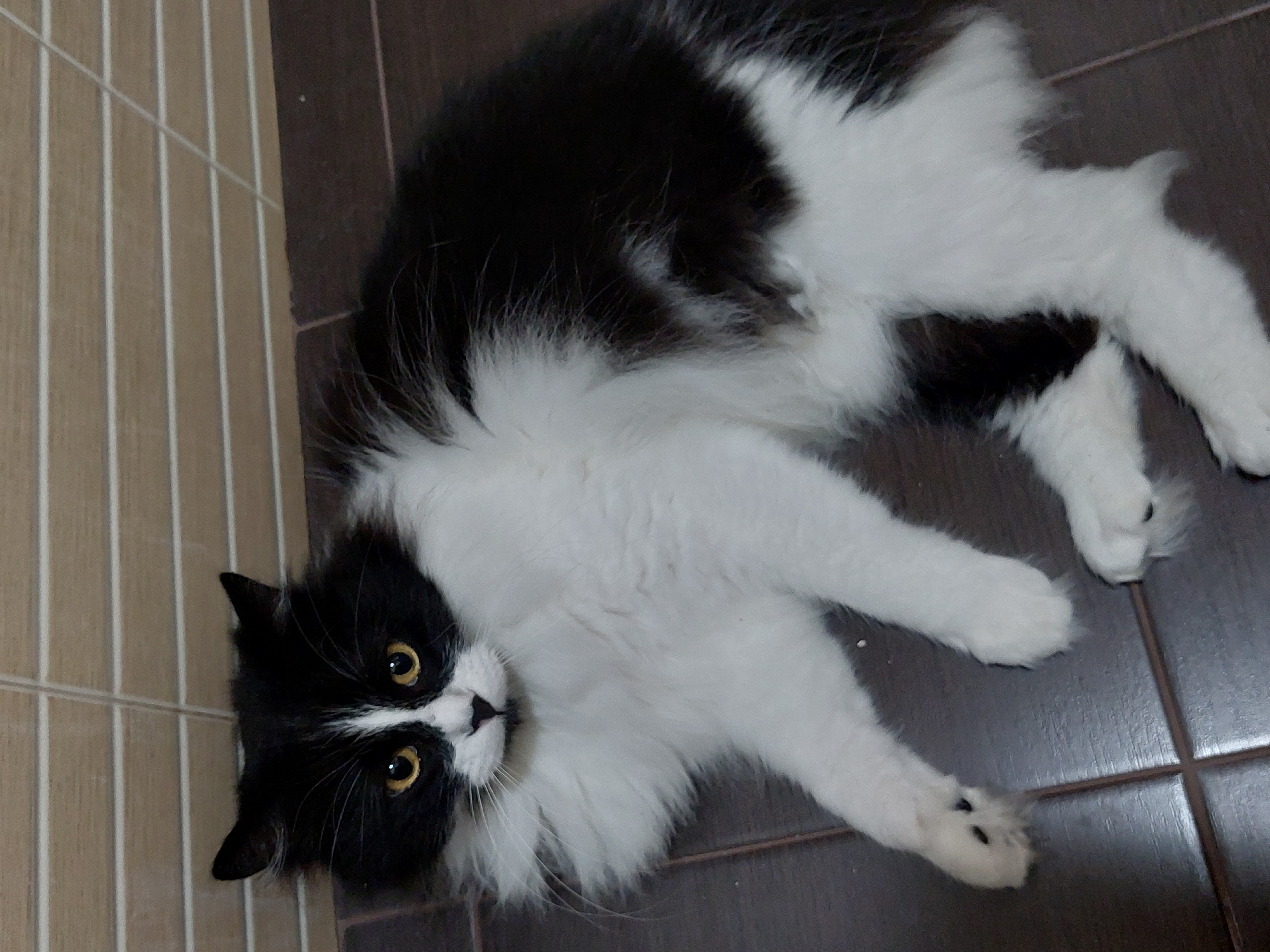 A fluffy black and white cat lies on its back, stretching out its paws on a tiled floor. The cat has prominent golden-yellow eyes, a black nose, and black ears, with its white fur framing its face and covering its chest, belly, and legs. Its long, dense fur is a mix of solid black patches and expansive white areas.
The cat is positioned on a dark brown tiled floor, which has visible grout lines. To the left of the cat, there's an adjacent section of lighter, beige-striped tiles, possibly indicating a wall or a different floor pattern. The cat's gaze is directed upwards towards the camera, conveying a sense of curiosity or relaxed playfulness. Its paws, predominantly white, show hints of dark toe beans on one of the outstretched front paws. The overall setting appears to be indoors. No specific time of day or weather is discernible from the lighting. The location context provided is Plovdiv, Bulgaria. There is no visible text in the image.