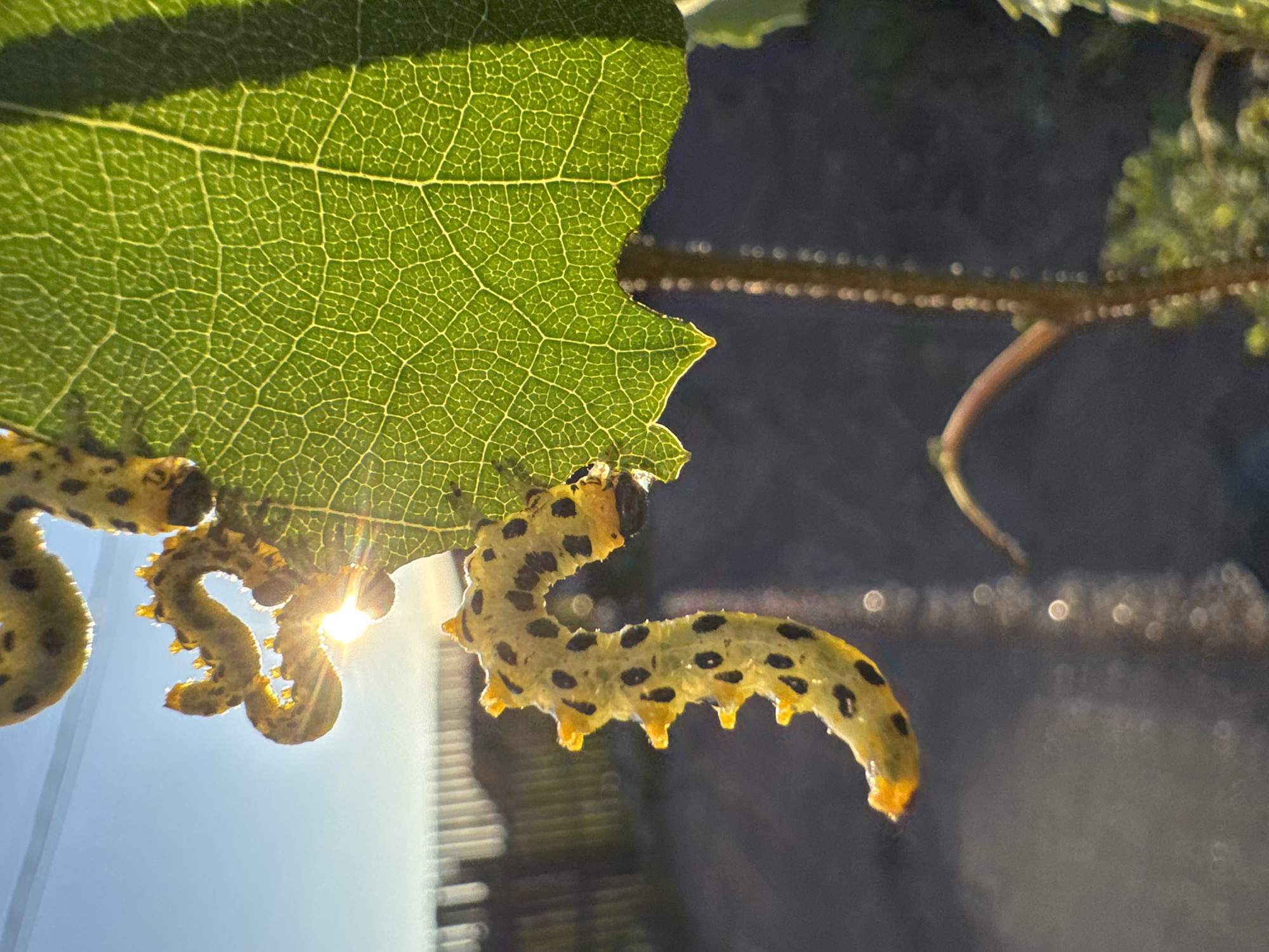 The image, taken in the city of Kempelevo, Russia, shows a close-up view of a green leaf with a damaged edge. Several yellow caterpillars with black spots are visible on and around the leaf. One caterpillar is actively eating the edge of the leaf. Sunlight filters through the leaf, creating a lens flare effect and highlighting the intricate vein patterns of the leaf. In the background, a blurred fence and a hazy sky suggest an outdoor, possibly rural or suburban setting. The focus is on the natural interaction between the caterpillars and the plant.