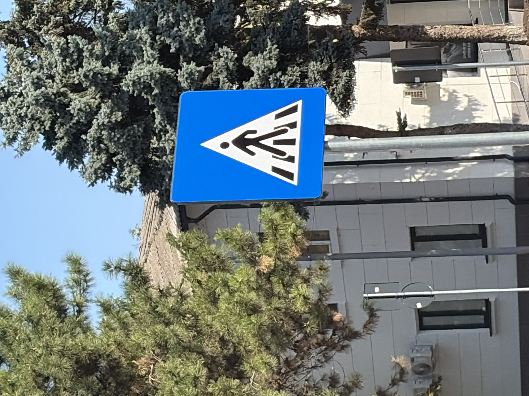 A blue square sign with a white triangle inside, depicting a black pedestrian crossing, is mounted on a pole. The sign is located in front of a white building with several windows. To the left of the sign, a tall pine tree with green needles is visible. To the right, a darker, more mature evergreen tree stands, its branches reaching upwards. The sky above is clear and blue. The scene appears to be in a city, likely Criuleni, Moldova, given the context.