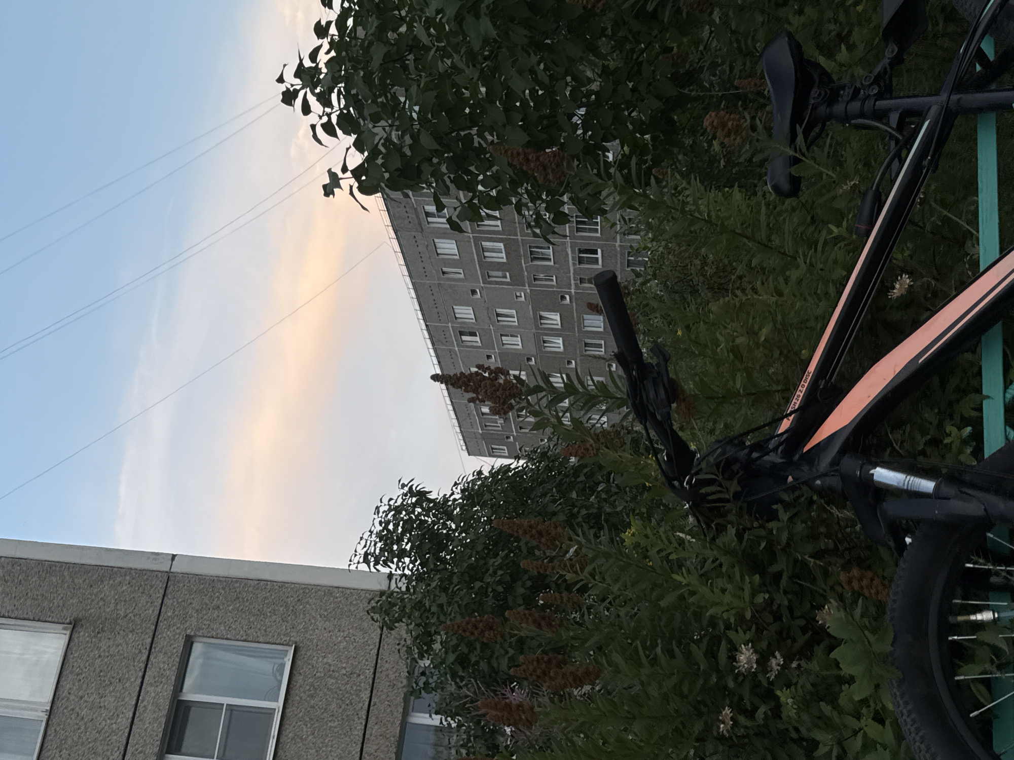 The image depicts a residential scene in the city of Chaikovsky, Russia, under a twilight sky. In the foreground, a black bicycle with orange accents is partially visible, with its handlebars, seat, and front wheel in focus. The bicycle is positioned in front of dense green foliage, which includes tall plants with brown seed heads. To the left of the bicycle, a portion of a gray, multi-story apartment building is visible, characterized by its concrete facade and rectangular windows. In the background, another larger, gray apartment building with numerous windows stretches horizontally. The sky above is a gradient of pale blue with streaks of pink and orange, suggesting the sun has recently set. Power lines crisscross the sky. The overall impression is a quiet urban setting with elements of nature encroaching on the built environment.