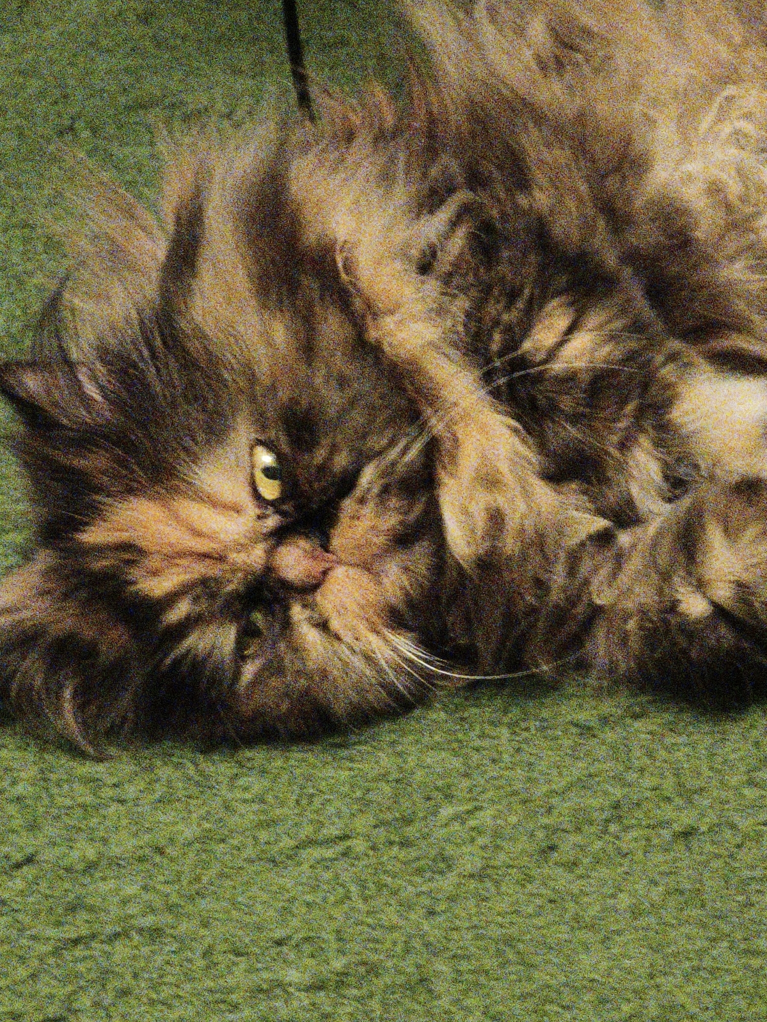 An extreme close-up, low-angle shot captures a fluffy, tortoiseshell cat lying on its back on a green, textured surface. The cat's body is largely obscured by its thick, shaggy fur, which exhibits a mix of brown, black, and orange tones. Its front paws are resting on its chest, and its head is turned to the side, with one eye visible. The visible eye is yellow-green and appears to be looking towards the viewer. The cat's face is partially covered by fur, but its nose and mouth are visible. The green surface appears to be a carpet or rug with a short, dense pile. The lighting in the image is somewhat dim, and there is noticeable graininess throughout, suggesting a low-light or high-ISO photograph. The background is out of focus, with some darker shapes visible, possibly from the surroundings or other objects. The image is taken in the city of Unknown, Unknown.