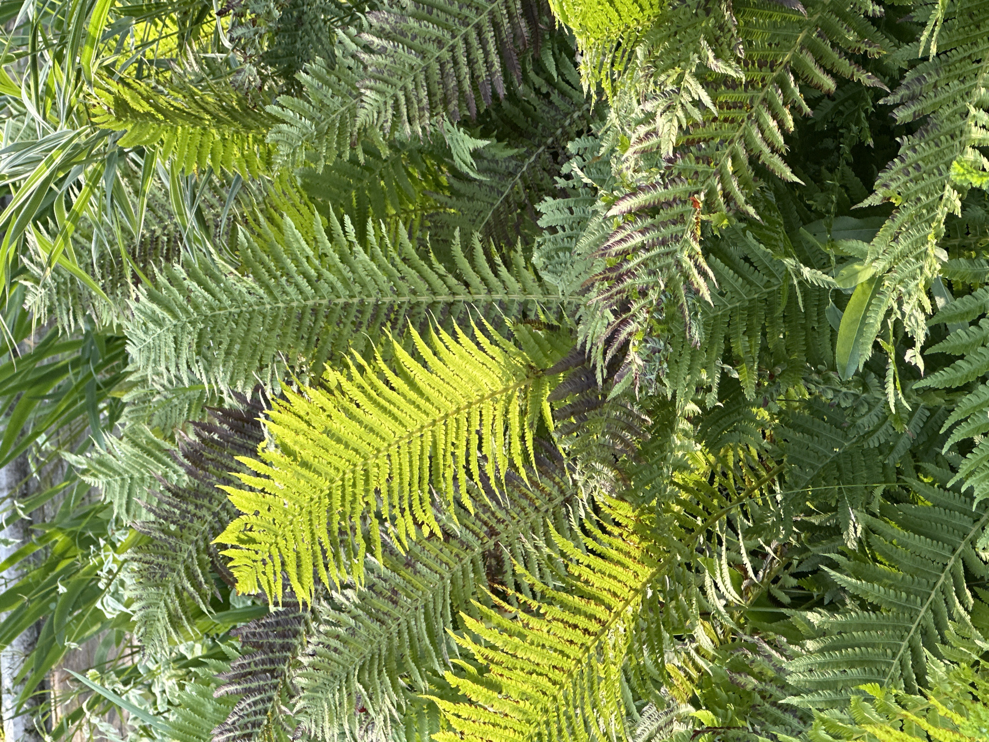 The image shows a dense patch of ferns in a garden setting, with some taller green grasses in the background. The ferns exhibit a variety of colors, with some fronds being a vibrant lime green, likely due to sunlight exposure, while others are a darker green with hints of purple or reddish-brown. The fronds are finely divided, creating a textured and layered appearance. The scene is illuminated by natural light, casting shadows and highlighting the different textures and colors of the foliage. There are no people or animals visible in the image. The location of this scene in Uray, Russia is not discernible from the visual information provided.