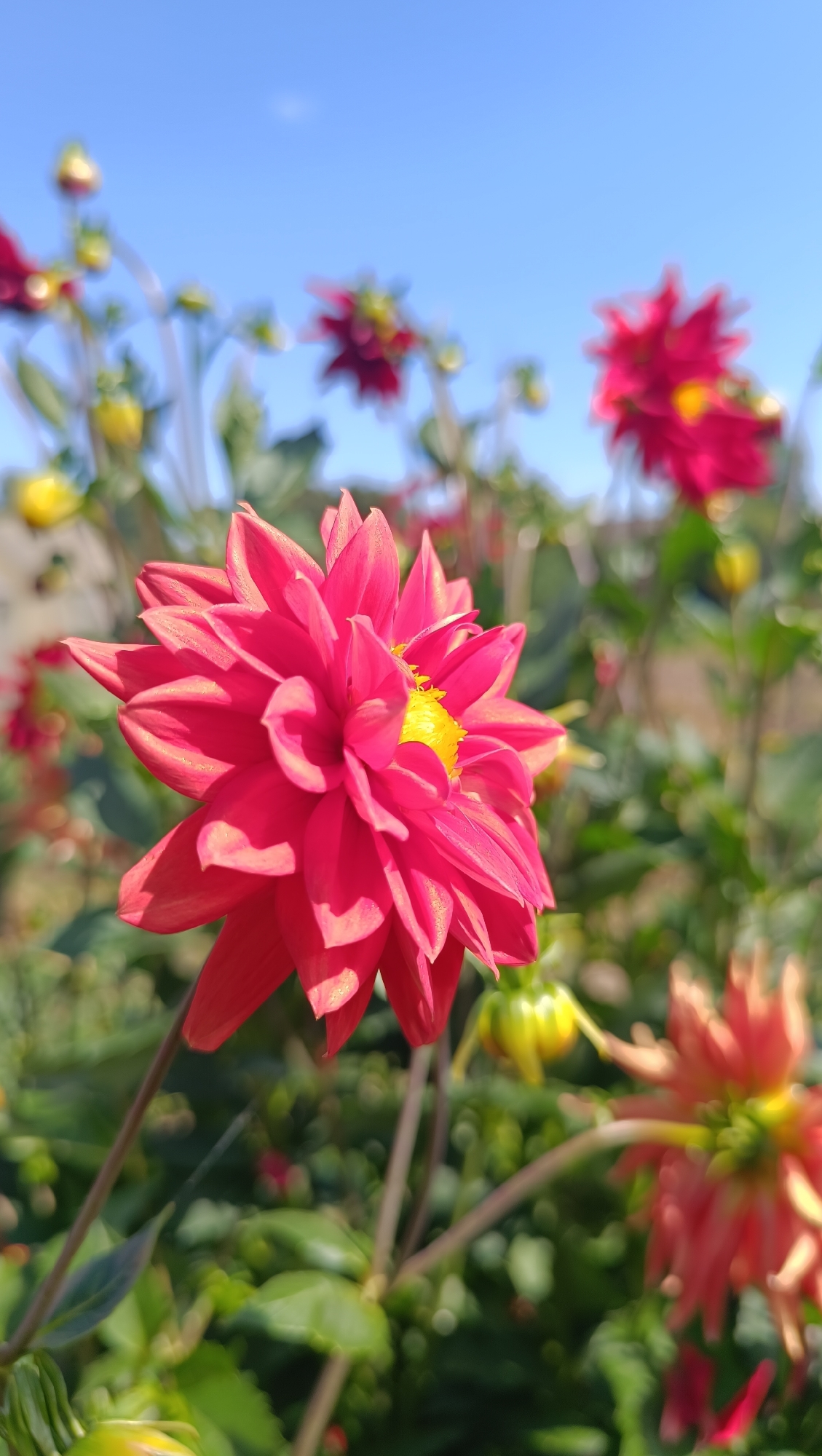 The image displays a close-up, eye-level view of a vibrant pink dahlia flower in the foreground, its petals sharply defined against a blurred background of other dahlias, foliage, and a clear blue sky. The flower's center is a bright yellow. The scene is outdoors, likely in a garden. The environment suggests a sunny day. There are no people or animals visible in the image. The specific location within the city of Karsha, Russia, cannot be determined from the visual information provided.
