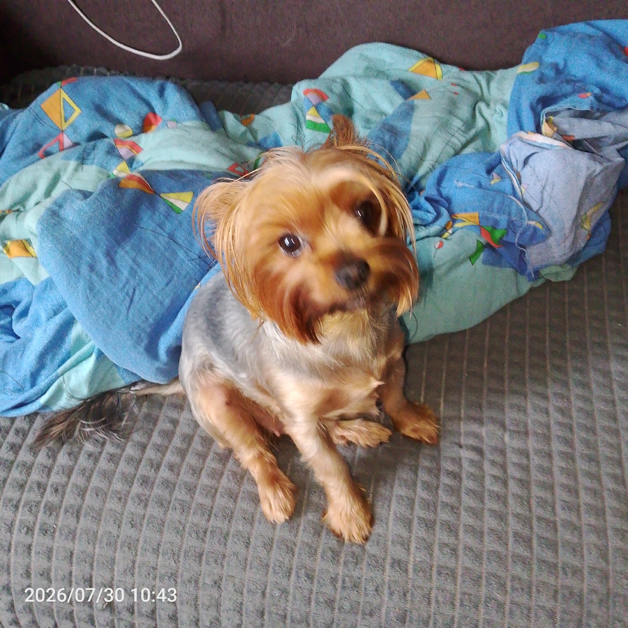 A small, light brown and gray Yorkshire Terrier dog is sitting on a gray, ribbed couch. The dog has dark brown eyes and floppy ears. It is looking towards the camera with its head slightly tilted. Behind the dog, a blue and green patterned blanket is draped over the couch. The blanket has geometric shapes in various colors, including yellow, orange, and red. To the left of the dog, a white cord is visible, likely connected to a device. A timestamp in the lower-left corner reads "2026/07/30 10:43". The overall environment appears to be indoors, possibly a living room or bedroom.