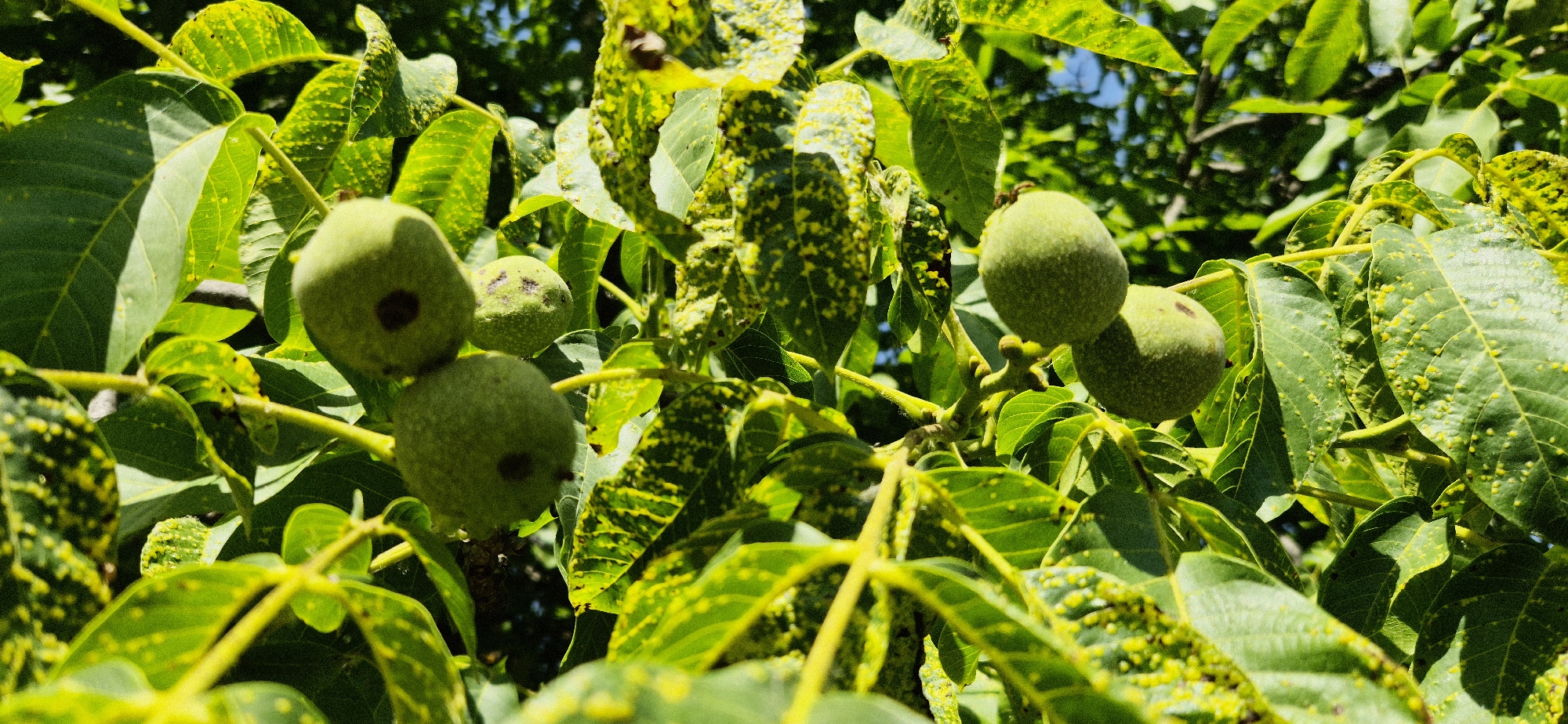 A close-up, eye-level, outdoor shot features a cluster of unripe walnuts on a tree branch. The walnuts are green and round, with visible dark spots on their surfaces. They are surrounded by lush green leaves, many of which have small, raised yellow bumps. The sunlight creates a dappled effect on the foliage, with bright highlights and shadows. The background is a blur of more green leaves and hints of blue sky, suggesting a natural, leafy environment. The image is in focus on the walnuts and the immediate surrounding leaves.