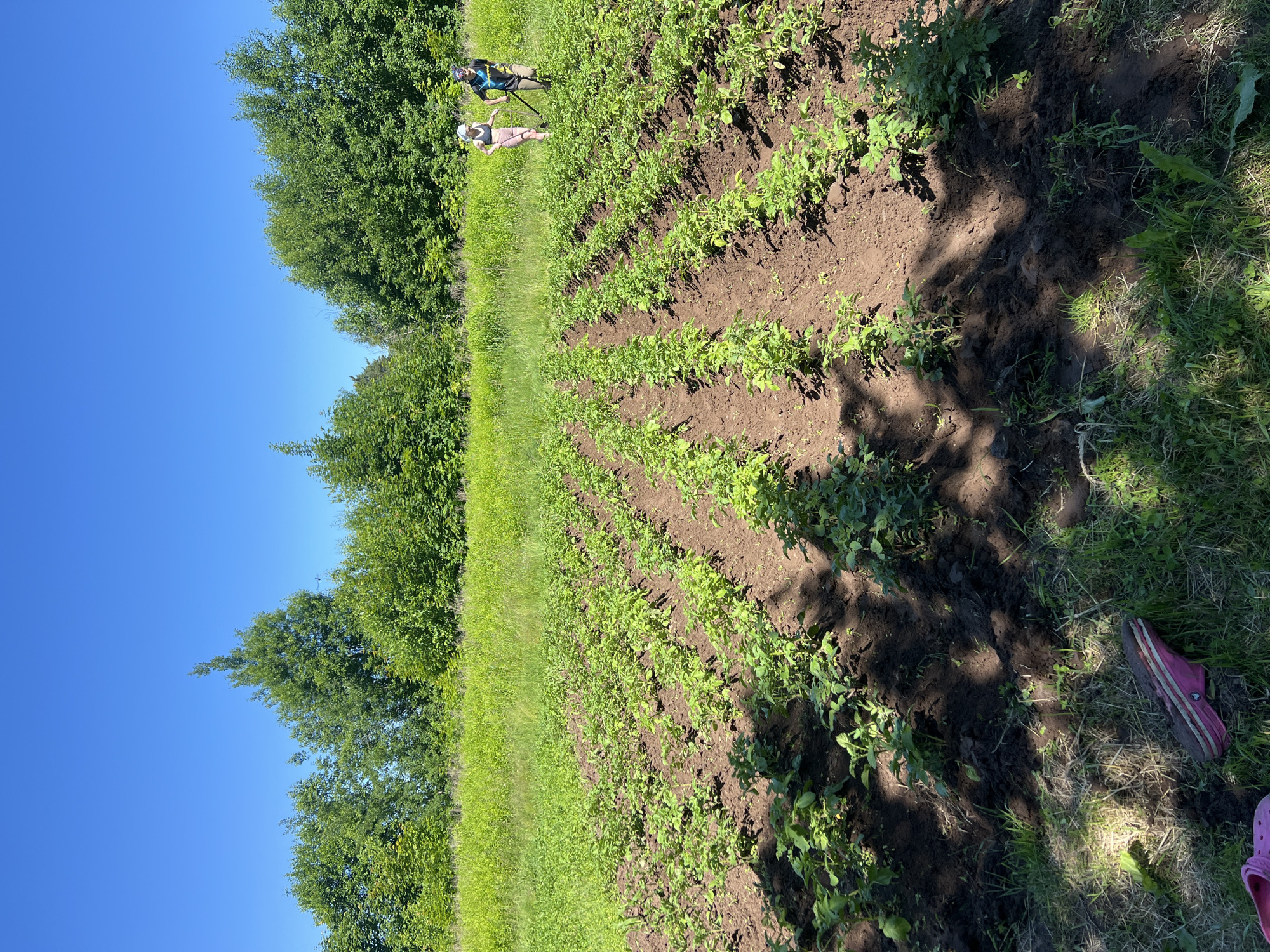An outdoor scene under a clear blue sky shows two individuals working in a potato field. The field is neatly arranged with rows of young potato plants in dark soil, bordered by a grassy area and a line of trees in the background. One person, wearing a pink top and dark shorts, appears to be tending to the plants. The other person, in a black and yellow shirt and grey pants, is holding a tool resembling a hoe and is also engaged in field work. Several pink crocs are visible in the grassy foreground, suggesting a casual or agricultural setting. The image captures a moment of agricultural activity in a rural environment.