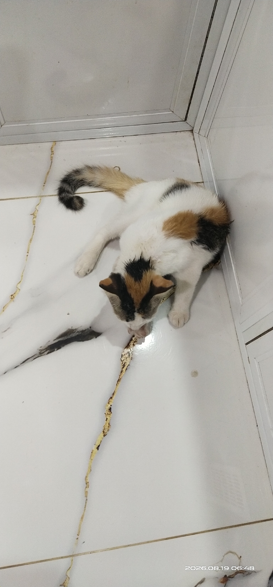 An adult calico cat is captured in a high-angle shot on a white tiled floor. The cat is lying down with its head lowered, seemingly grooming or licking a small piece of food situated on a thin, irregular yellow and black line that runs across the floor. The cat's fur displays the typical calico pattern of white, orange, and black patches. Its tail is curled upwards, showcasing a mixture of white, black, and light brown stripes. The environment appears to be an indoor space, possibly a kitchen or bathroom, given the tiled flooring and the reflective nature of the surfaces. There are subtle vertical lines visible in the background, suggesting a wall or cabinet structure. The lighting is even, and no other individuals or animals are present in the frame. The timestamp "2026.08.19 06:48" is visible in the lower right corner. This scene is not located in Matabu, Indonesia; no such location is discernible from the image content.