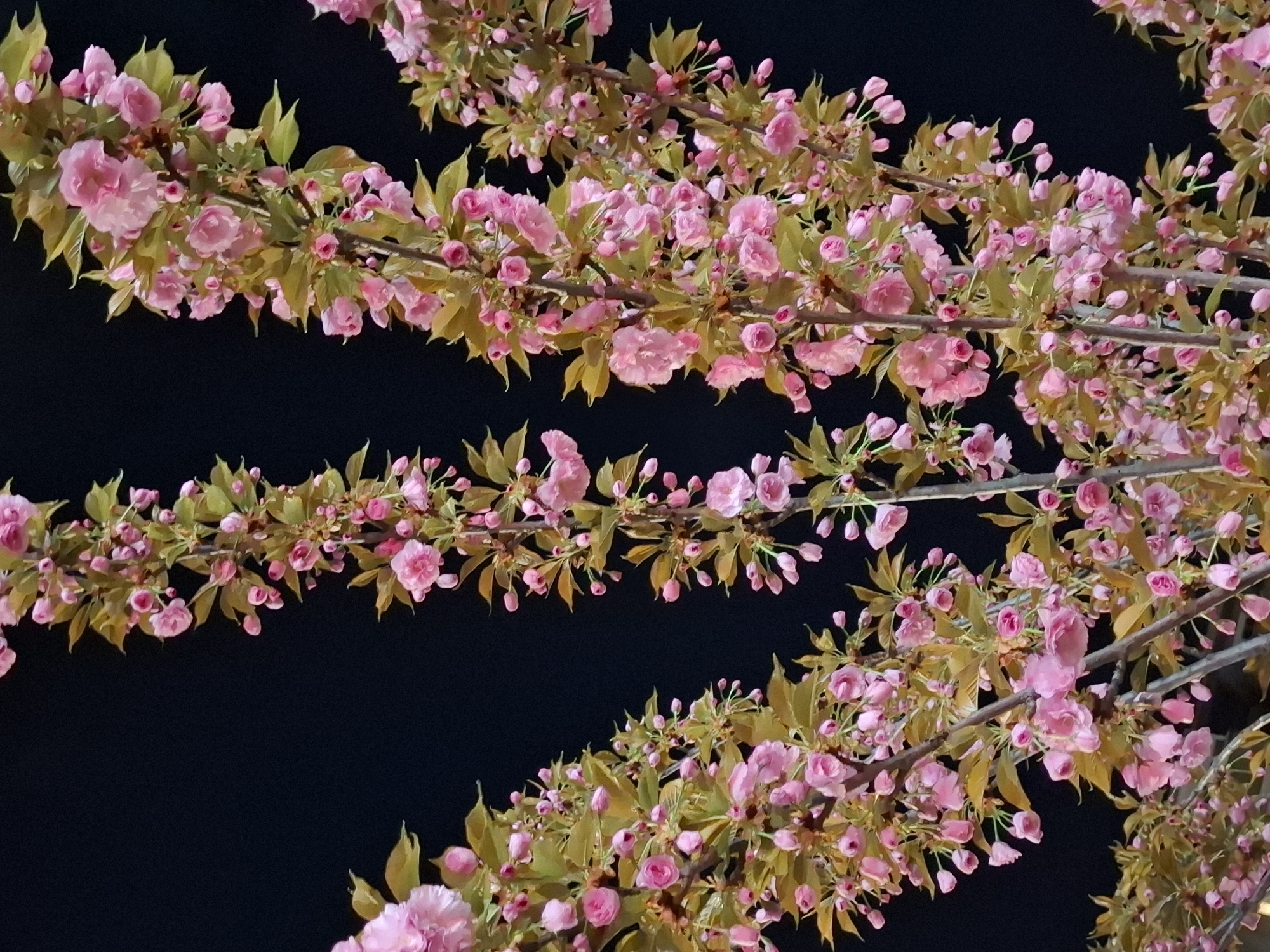 The image shows a close-up view of flowering tree branches, possibly cherry blossoms, against a dark, night-time background. The pink flowers and buds are densely clustered along the branches, interspersed with green and yellowish leaves. The branches are arranged diagonally across the frame. Based on the possible presence of cherry blossoms, it is possible that this picture was taken in the city of Novi Sad, Serbia, given the reported existence of cherry blossom trees in that city.