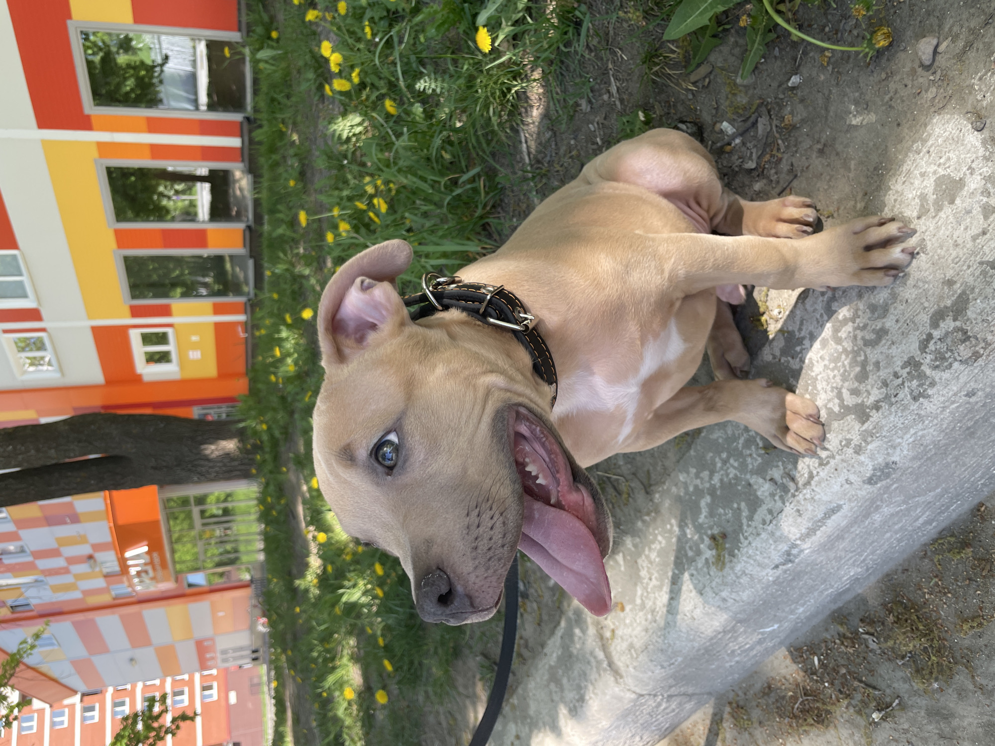 A tan-colored pit bull puppy is panting with its tongue hanging out of its mouth. The dog is wearing a black collar and is laying on a concrete surface. Behind the dog is green grass and dandelions. In the background, there is a building with orange, yellow, and red stripes. A tree with green leaves is to the left of the building. Based on visual cues such as architecture and foliage, it is inferred the location is Izhevsk, Russia.