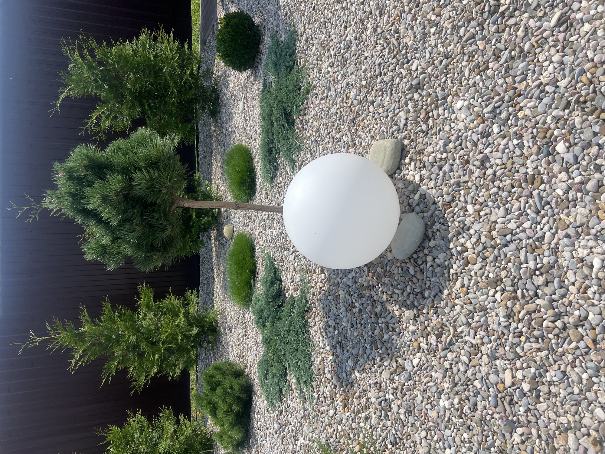 The image shows a well-maintained, modern garden with a dark brown, corrugated metal fence as a backdrop. The ground is covered with a layer of small, mixed-colored pebbles. Several evergreen plants are strategically placed throughout the garden. In the foreground, a large, white, spherical lantern sits on two light gray stones. To the left and right of the lantern, there are low-lying, spreading green bushes. Further back, there are several upright, cone-shaped evergreen trees, some appearing to be cypress or juniper, interspersed with more rounded, bushy evergreens. The lighting suggests it is a sunny day, casting shadows on the ground and highlighting the textures of the pebbles and plants. The scene is characteristic of a residential garden landscaping design. The location is specified as Kuleshovka, Russia.