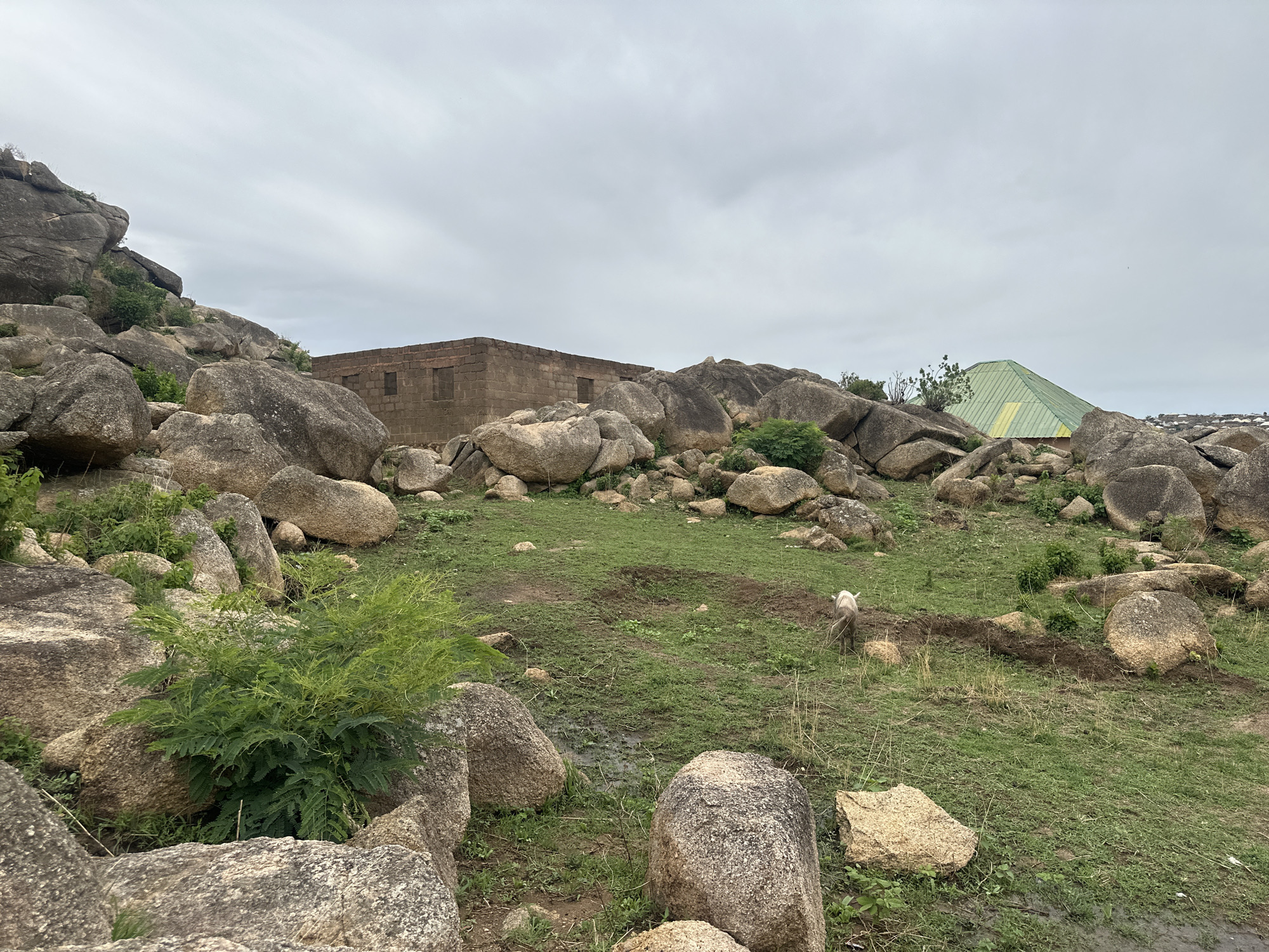 The scene is a rocky landscape in Jos, Nigeria, under an overcast sky. Large, rounded boulders are scattered across the terrain, with patches of green grass and vegetation in between. In the distance, there's a brick structure with window openings and a building with a green roof visible among the rocks. A light-colored, slender animal, possibly a dog or goat, is standing on the grassy area. The foreground shows a mix of rocks, plants, and patches of bare earth, suggesting a natural or semi-natural environment within the city.