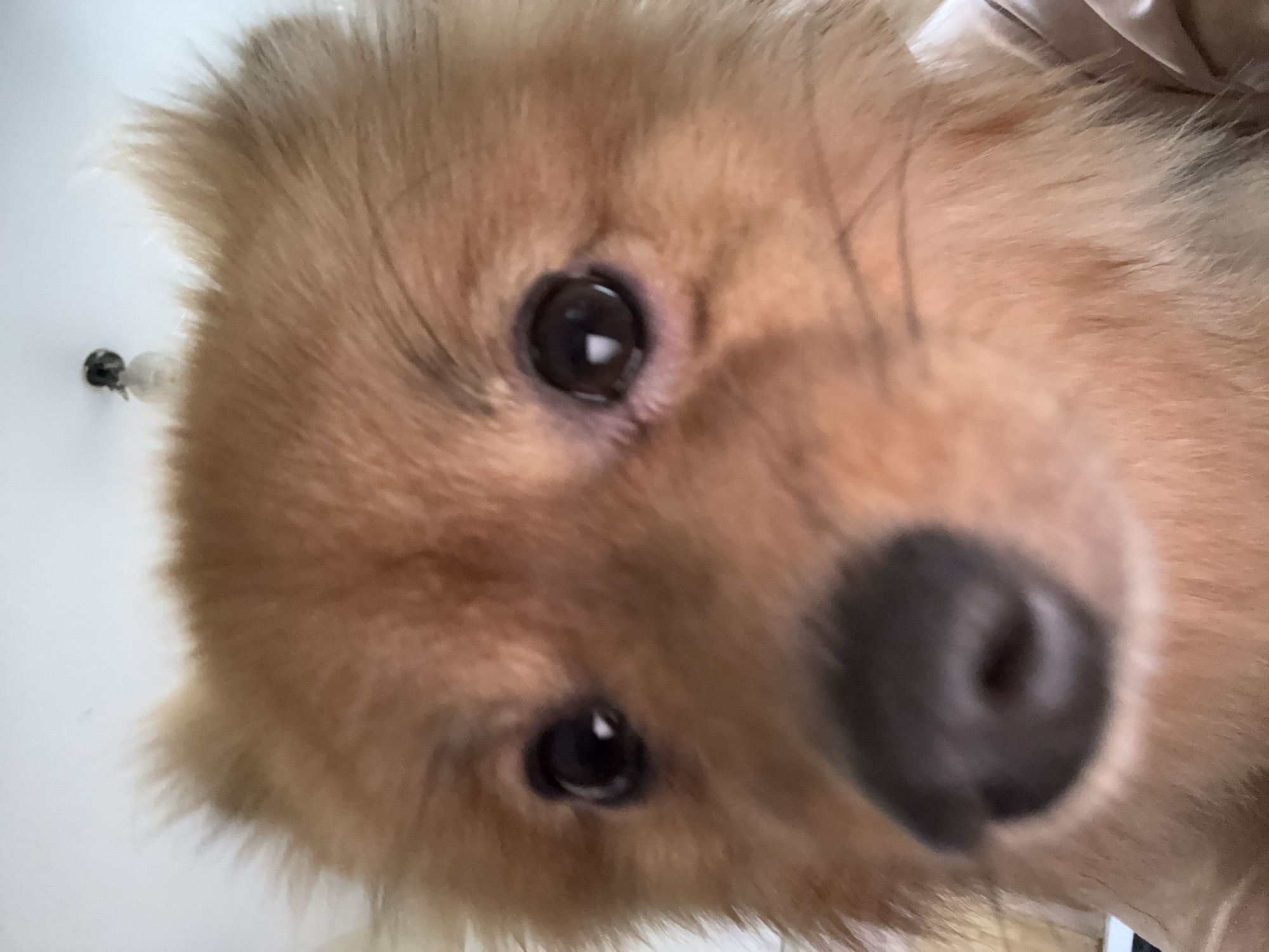 The media file is a close-up, low-angle shot of a fluffy, light brown dog's face. The dog's fur is soft and somewhat unruly, with lighter tips around its eyes and snout. Its eyes are dark and round, with bright reflections indicating a light source. The dog's nose is large, dark, and moist, positioned prominently in the foreground. The background is blurred and light-colored, with a slight hint of what could be a white wall or ceiling. There are no visible people or text. The image is well-lit, suggesting it was taken indoors during daylight hours. The overall impression is one of a curious and playful pet captured in an intimate, close-up moment. There are no specific location cues from the image itself that would suggest Khimki, Russia, other than the provided context.