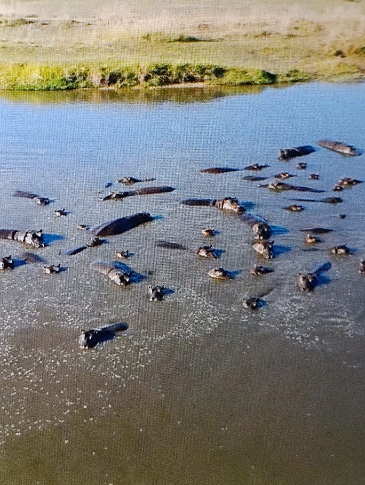 The image shows a large group of hippopotamuses in a body of water, possibly a river or lake. The environment appears to be a savanna or grassland, with green vegetation visible on the bank in the background. The hippos are partially submerged, with only their heads and backs visible above the water's surface. There are no people visible in the image. The location is unknown.