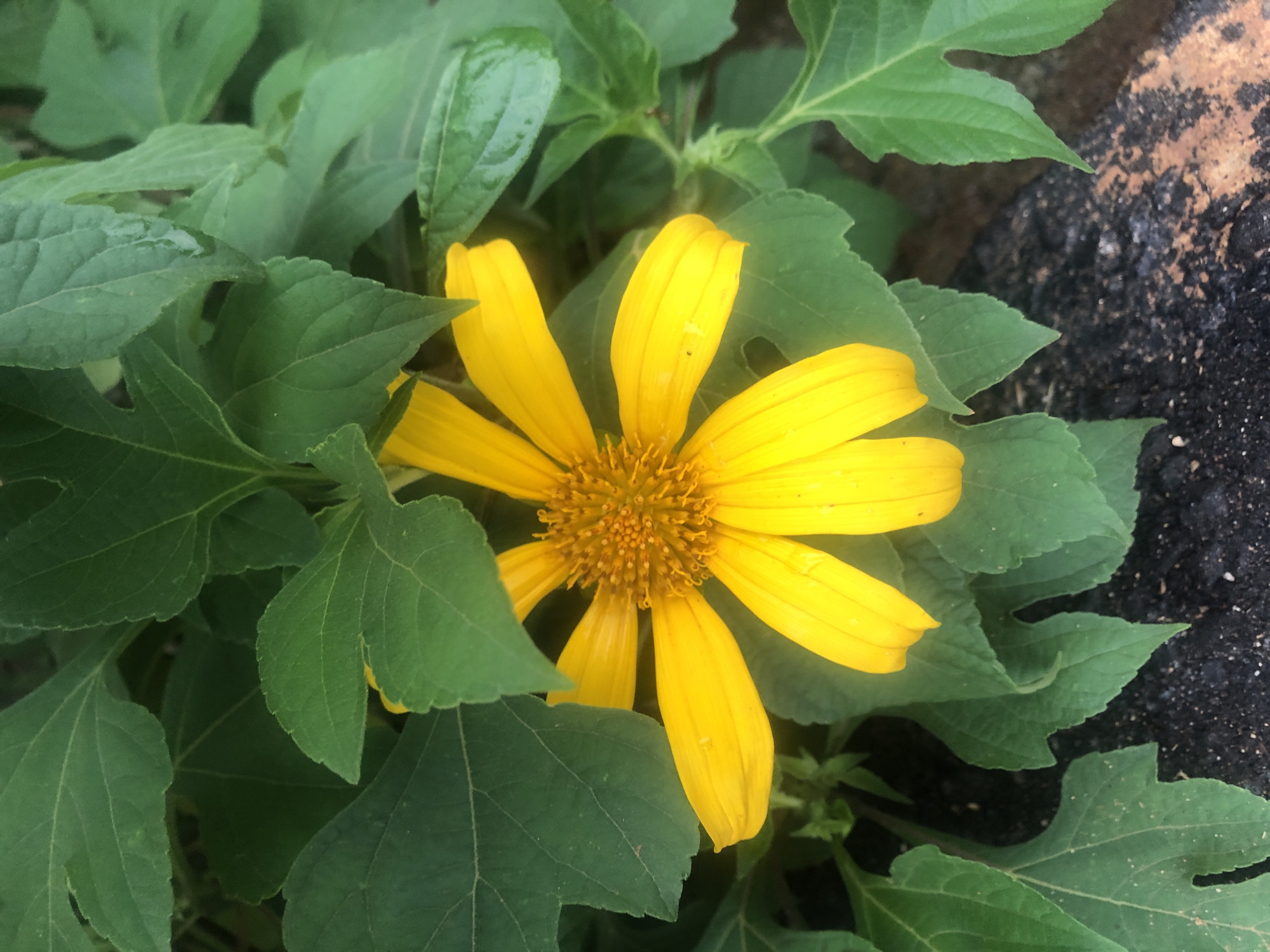 A close-up, overhead shot shows a bright yellow flower with numerous petals and a textured orange-brown center. The flower is surrounded by lush, green leaves, some of which are partially obscuring the bloom. The background appears to be dark soil with some rough, reddish-brown textured material. The overall scene is natural and appears to be outdoors. The image does not contain any explicit information about the city of Bar Jirgi Summa, Nigeria, or any specific human activity.