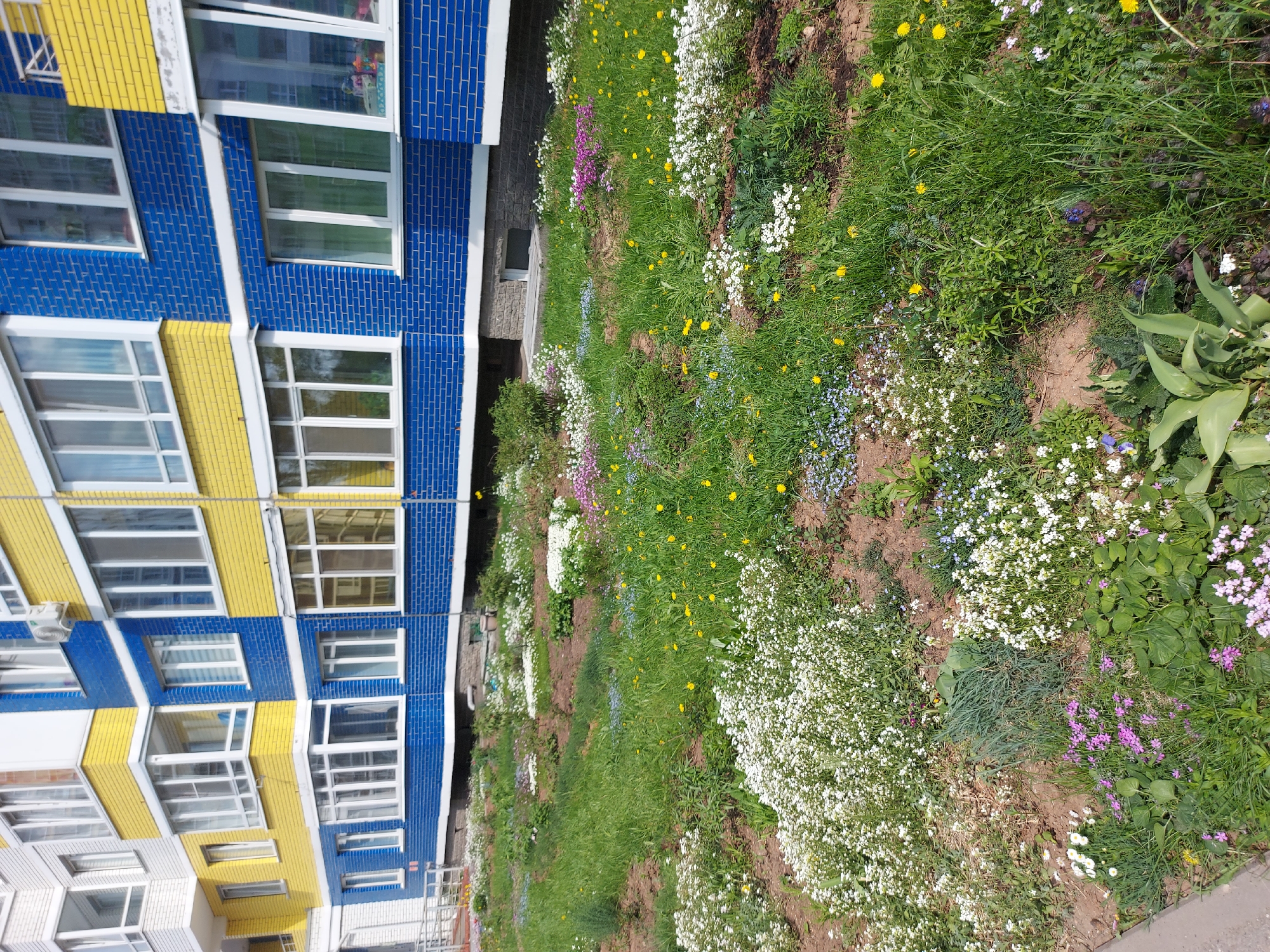The image depicts a flowerbed in front of a building in Izhevsk, Russia. The building has a facade with alternating blue and yellow brick sections and white-framed windows. The flowerbed contains a variety of plants, including white alyssum, forget-me-nots, dandelions, and purple-colored flowers. The environment is outdoors during the day.