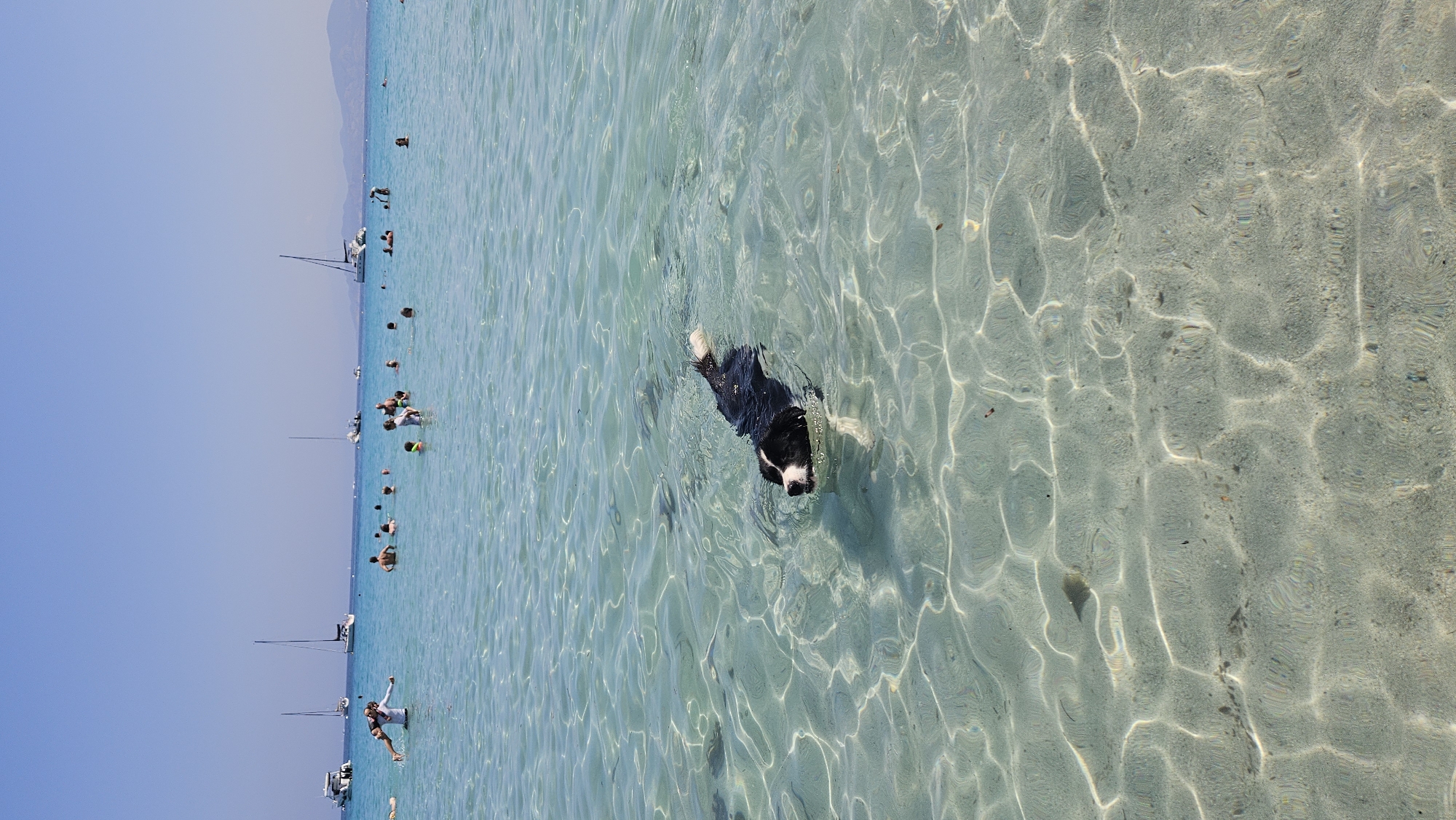 A black and white Border Collie swims in the clear, shallow turquoise water of the Mediterranean Sea near L'Île-Rousse, France. The dog's head and part of its back are visible above the water, with its paws paddling. In the background, other swimmers and several sailboats are visible in the distance. The sunlit water creates rippling patterns of light and shadow on the sandy seabed. The sky is clear and blue.