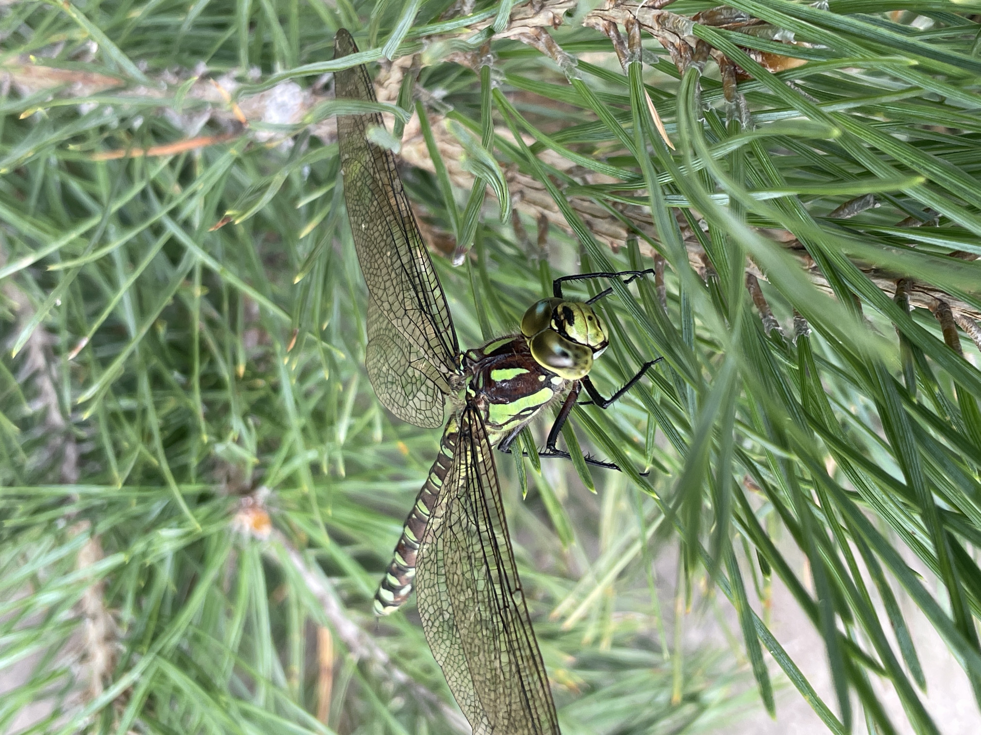 A close-up shot captures a dragonfly perched on a pine branch. The dragonfly, with its intricate, veined wings and segmented abdomen marked with green and brown stripes, is the clear focal point. Its large, compound eyes, also green, are prominent. The pine needles are a vibrant green, creating a natural, outdoor setting. The background is blurred, emphasizing the sharp detail of the insect and its immediate surroundings. There are no people or man-made structures visible in the image. The environment suggests an outdoor, natural habitat, possibly a park or forest area within or near the city of Izhevsk, Russia, given the context provided.