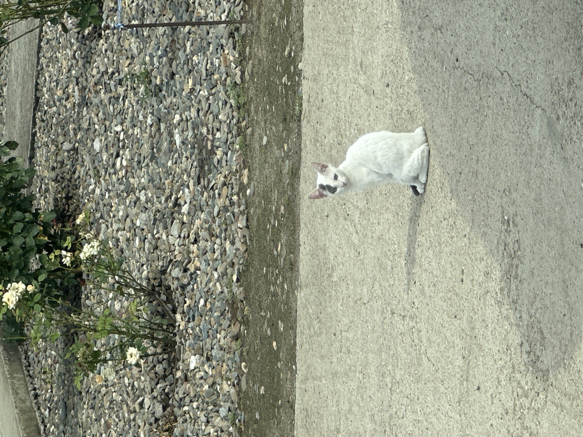 In Industrialny, Russia, a white cat with a black patch over its left eye sits on a cracked concrete surface. Behind the cat, a patch of ground is covered in grey and beige pebbles, with several rose bushes bearing white flowers. The background consists of more pebbles and a paved area.
