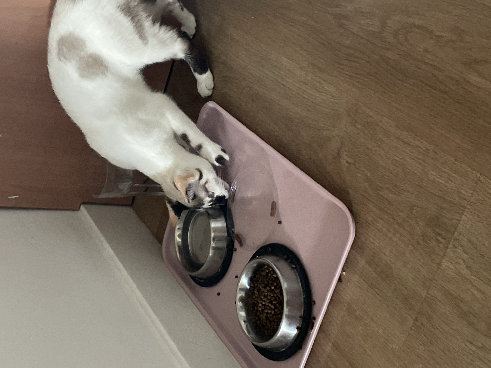 A calico cat with white, brown, and black markings is positioned on a pink tray, interacting with two stainless steel bowls. One bowl contains kibble, while the other appears to be empty or contains liquid. The cat is leaning forward, with its head lowered towards the empty bowl, possibly drinking or investigating. Scattered kibble is visible on the tray and the surrounding wooden floor. A glass is partially visible in the background. The scene is indoors, with a white wall and baseboard to the left and a wooden doorframe to the right. The overall impression is a domestic setting. There is no indication of the location being in Mijas, Spain.