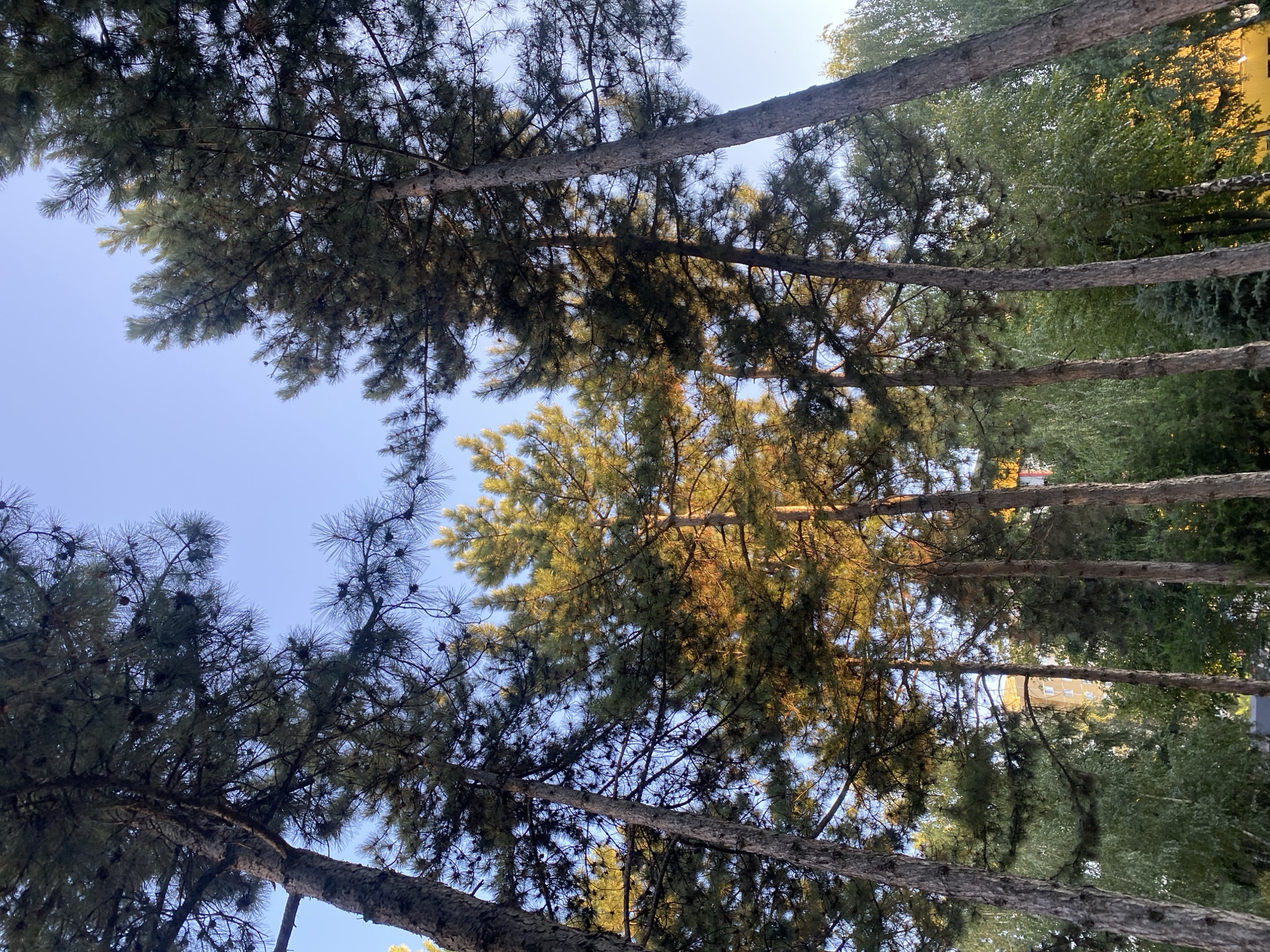 The image shows a low-angle view of several tall pine trees with lush green needles and visible cones, set against a clear, pale blue sky. Sunlight filters through the branches, illuminating some of the foliage with a warm, golden glow, suggesting it is either early morning or late afternoon. In the background, beyond the pine trees, a dense layer of deciduous trees with vibrant green leaves is visible. Peeking through the greenery, a tall, light-colored building with visible windows can be seen, indicating an urban or suburban setting. The scene is likely in Chișinău, Moldova, given the presence of pine trees and the architectural style of the building. There are no people or animals present in the image. The overall environment is natural and serene, with a touch of human infrastructure in the distance.