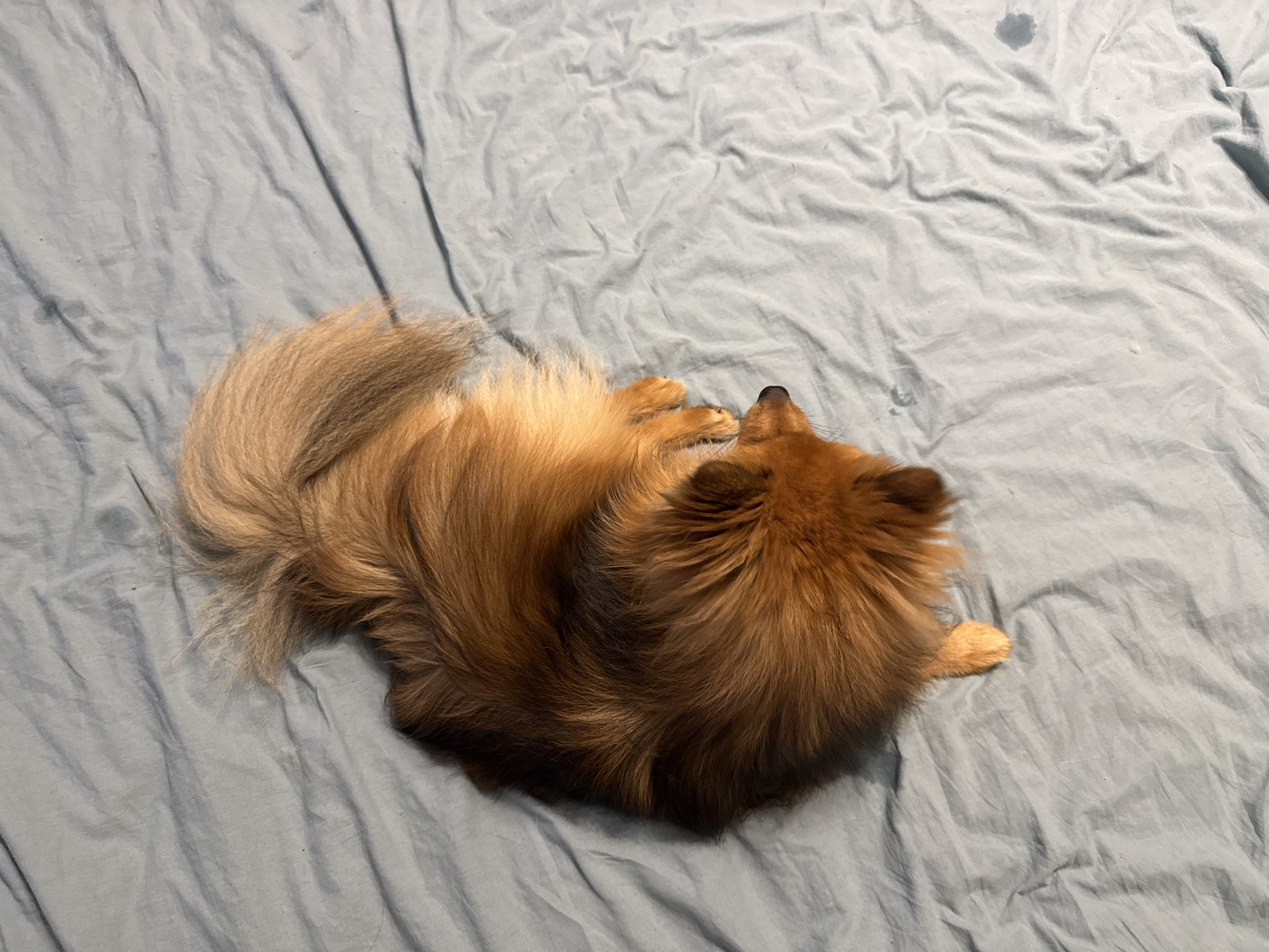 A brown Pomeranian dog is lying on a light blue, slightly wrinkled bedsheet. The dog is positioned in the center of the frame, with its tail towards the left and its head towards the upper right. The dog appears to be resting or sleeping. There is no indication of the city of Khimki, Russia.