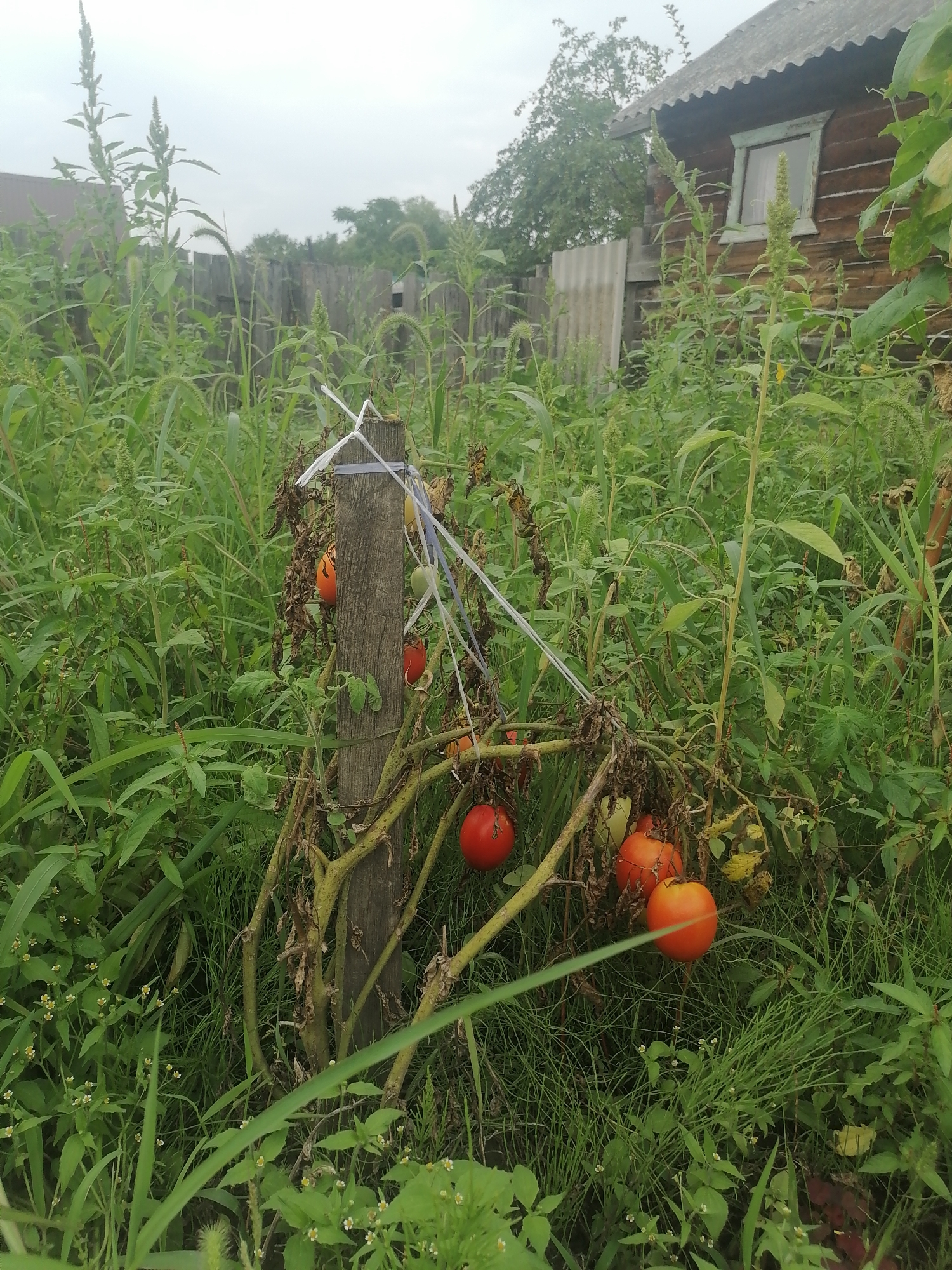 A rural homestead scene in Novopokrovka, Russia, is captured on an overcast day. In the foreground, a tomato plant is tied to a weathered wooden post with white and blue twine. Several ripe red and orange tomatoes are visible on the plant, along with some dried leaves and stems. The plant is surrounded by tall, dense green grass and other wild vegetation. In the background, a rustic wooden house with a gray, corrugated roof and a single window with a light green frame is partially visible. A wooden fence runs along the side of the property, and various types of greenery fill the space. The overall impression is one of a neglected but functional garden area.