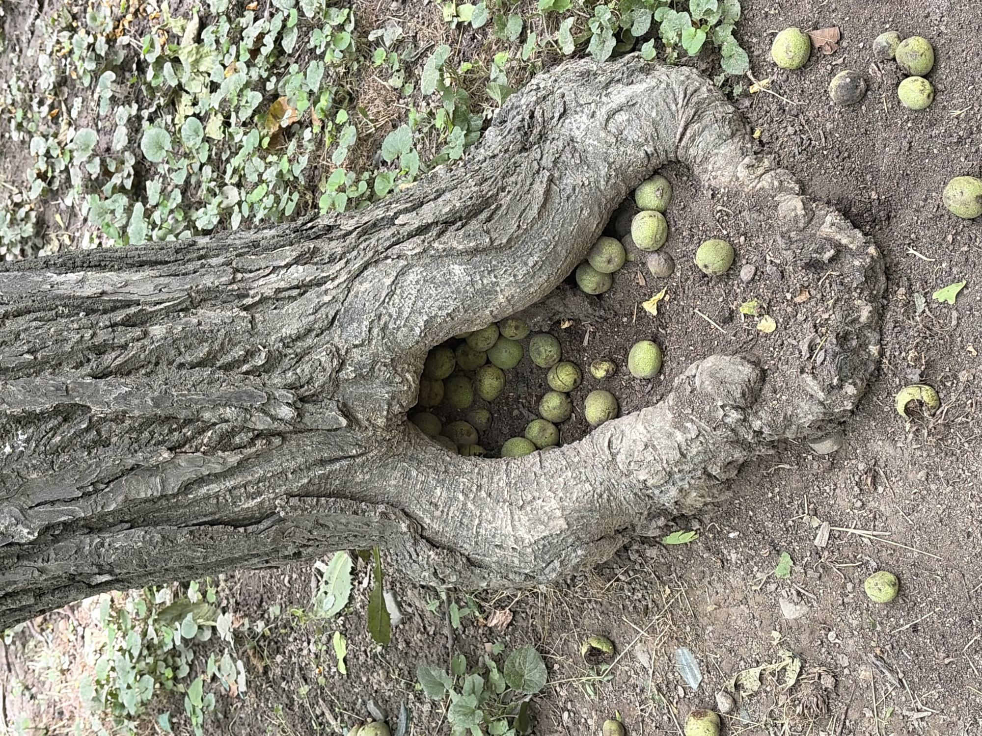 The image shows the base of a large tree with textured, gray bark. The roots of the tree have formed a hollowed-out cavity at its base, resembling an opening or a small den. This cavity is filled with numerous green, spherical objects, which appear to be nuts or fruit, possibly walnuts. Several more of these green objects are scattered on the ground around the base of the tree, some of which are cracked open. The ground is covered with dark soil, fallen leaves, and some low-lying green plants. The overall scene suggests a natural outdoor environment.