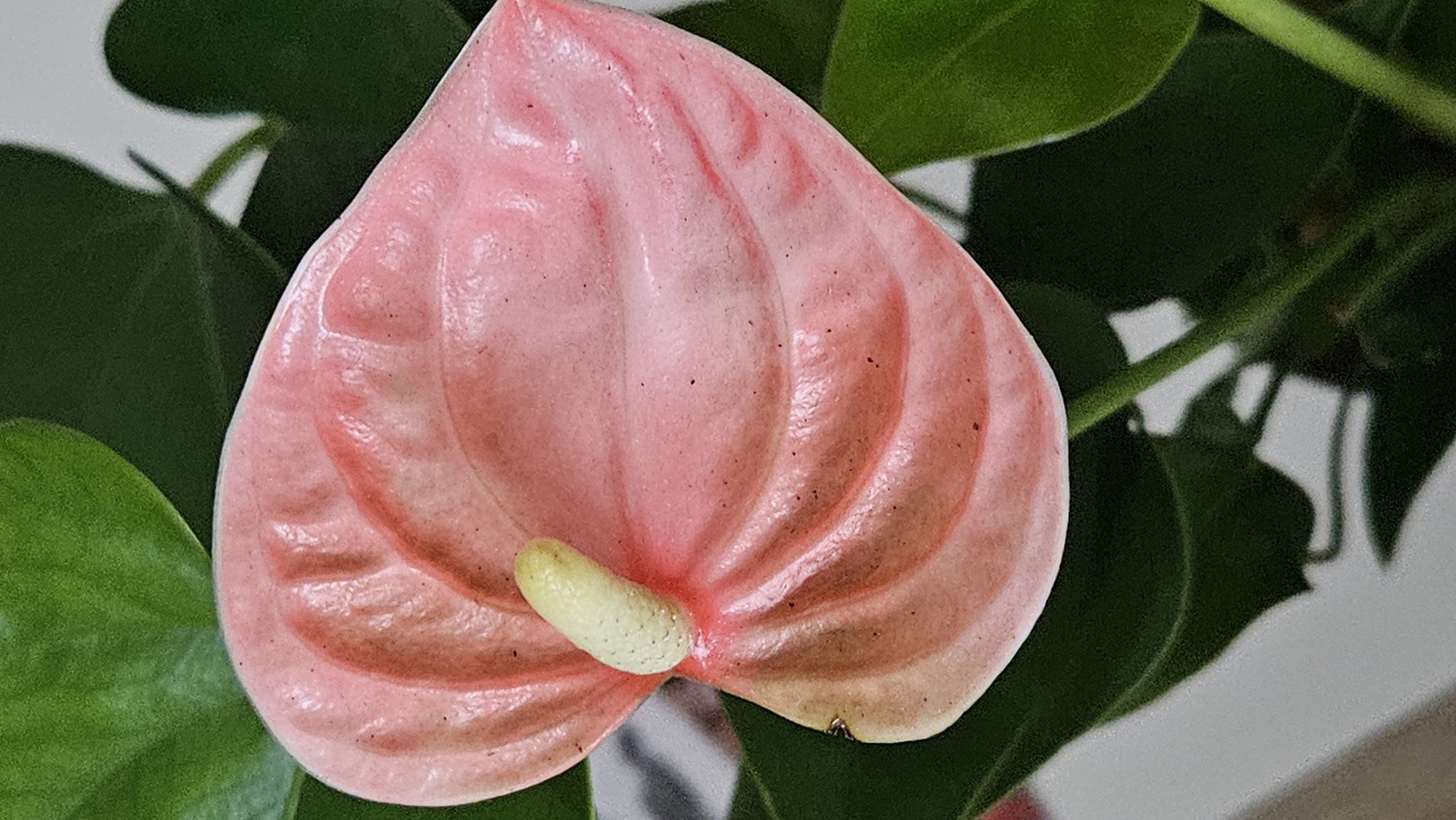 A close-up, vertical shot focuses on a single, light pink anthurium flower. The flower's spathe is heart-shaped and displays prominent, curved veins that create a textured surface. A pale yellow spadix extends from the center of the spathe. The flower is surrounded by lush, dark green leaves, and the background is a soft blur of light gray and green. No people or any elements indicating a specific location in Bratislava, Slovakia, are visible in the image.
