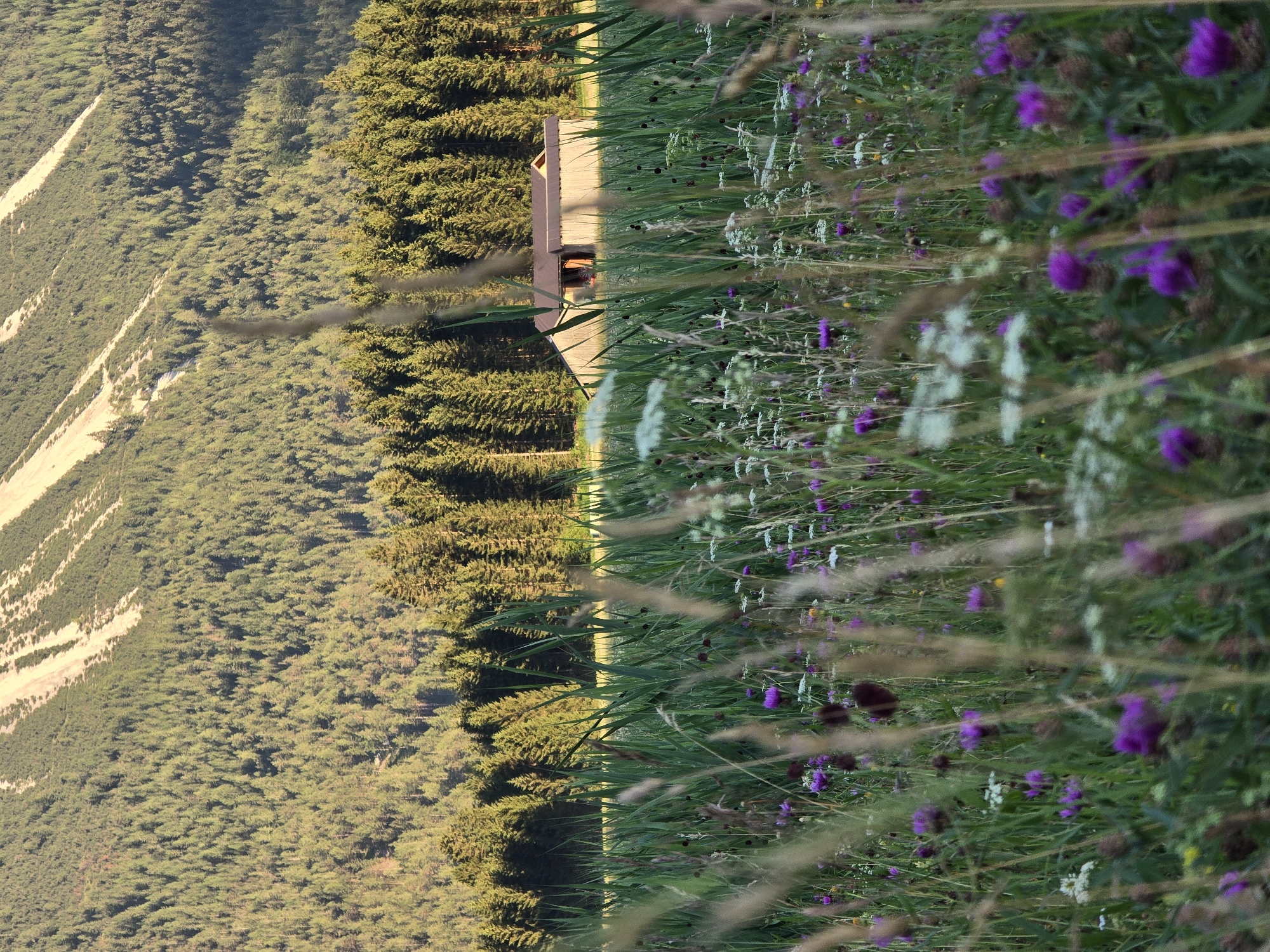 The image depicts a sunlit, grassy meadow filled with a variety of wildflowers, predominantly purple thistles and white Queen Anne's lace. Tall green reeds and grasses are interspersed throughout the foreground, partially obscuring the view. In the mid-ground, a rustic wooden barn with a dark roof sits partially visible behind the reeds. Behind the barn, a dense forest of evergreen trees stretches across the frame, leading up to a steep, sparsely vegetated mountain slope. The mountain slope is characterized by light-colored scree or rock faces interspersed with patches of vegetation. The scene is set in the Austrian municipality of Ehrwald, suggesting a mountainous, rural landscape. The lighting indicates it is likely late afternoon or early evening, with the sun casting long shadows. There are no people visible in the image.